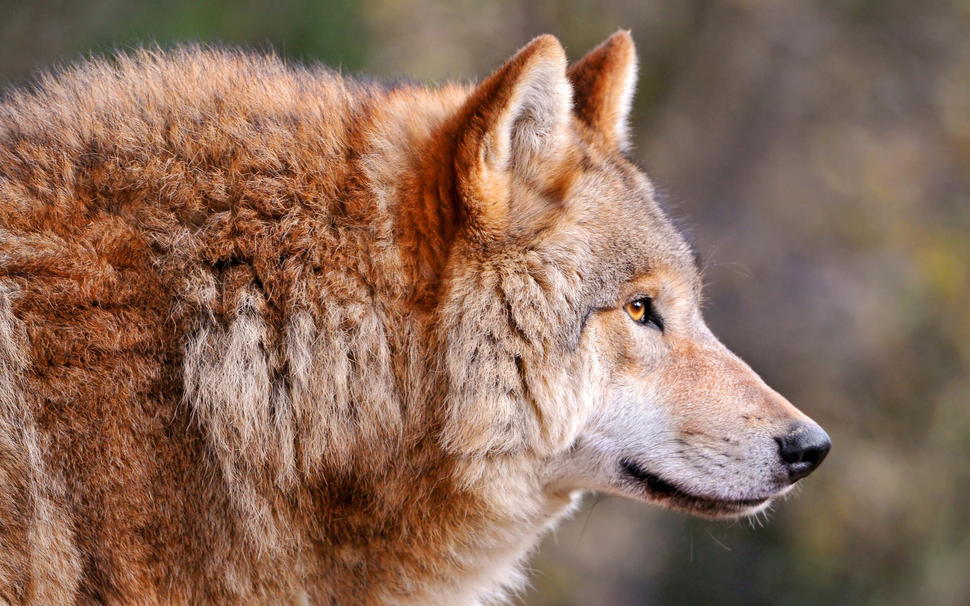 1080P, canis lupus, Wolf, HD Wallpaper