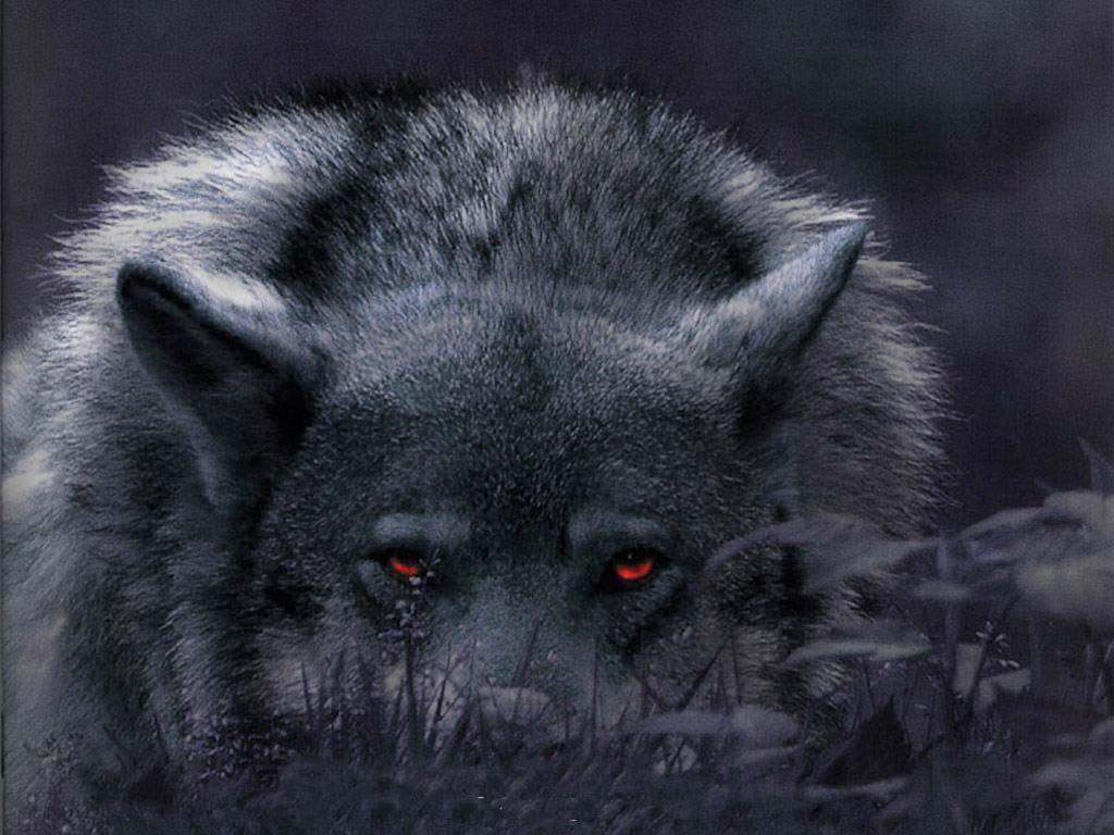 canine, And the night was dark, hd, art, beautiful, dogs, animals, Abstract, night, Canis Lupus, dark, 480P, dog, HD Wallpaper