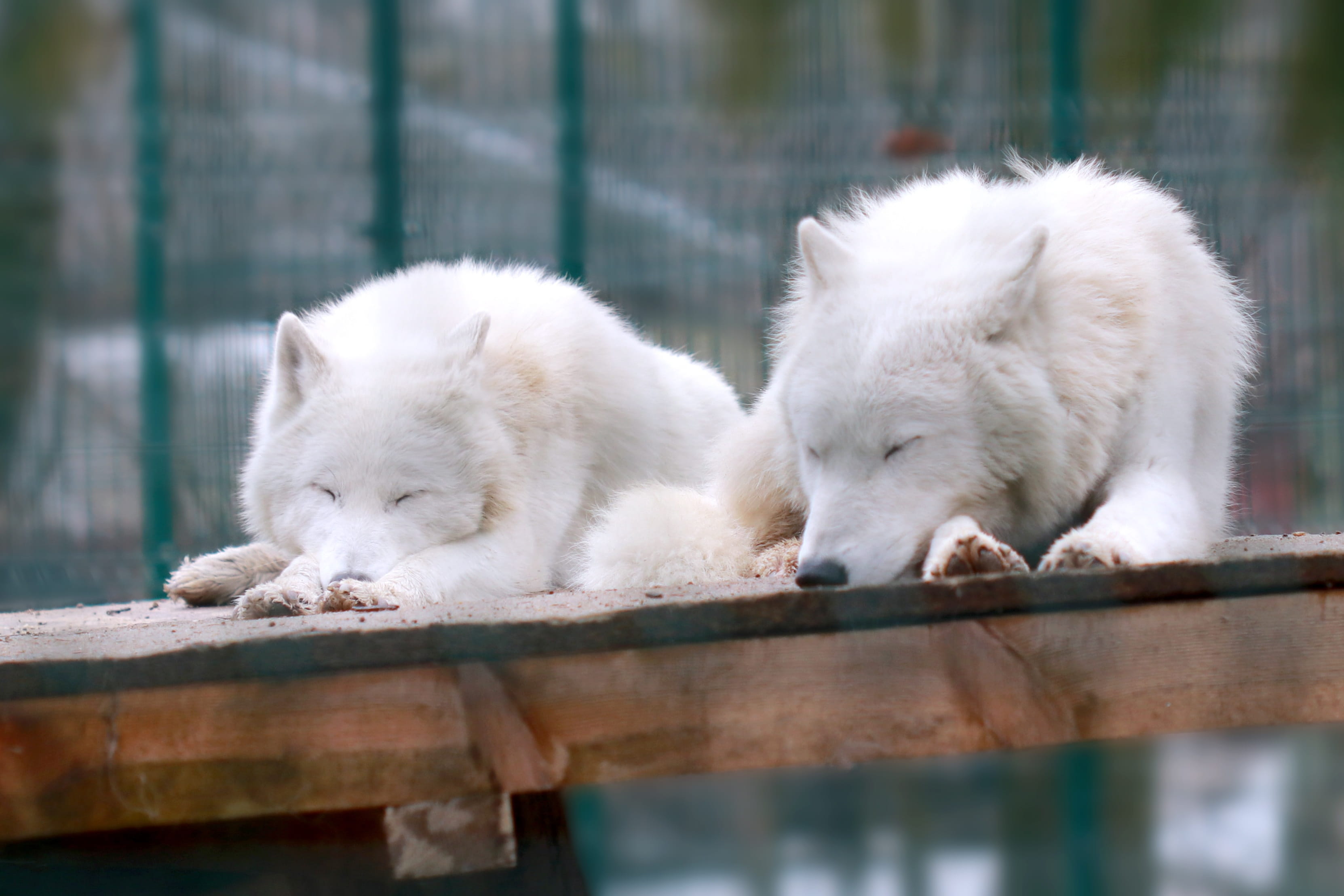 day, group of animals, pet, white color, sleeping, dog, animal themes, canis lupus arctos, domestic animals, relaxation, 2K, mammal, canine, portrait, HD Wallpaper