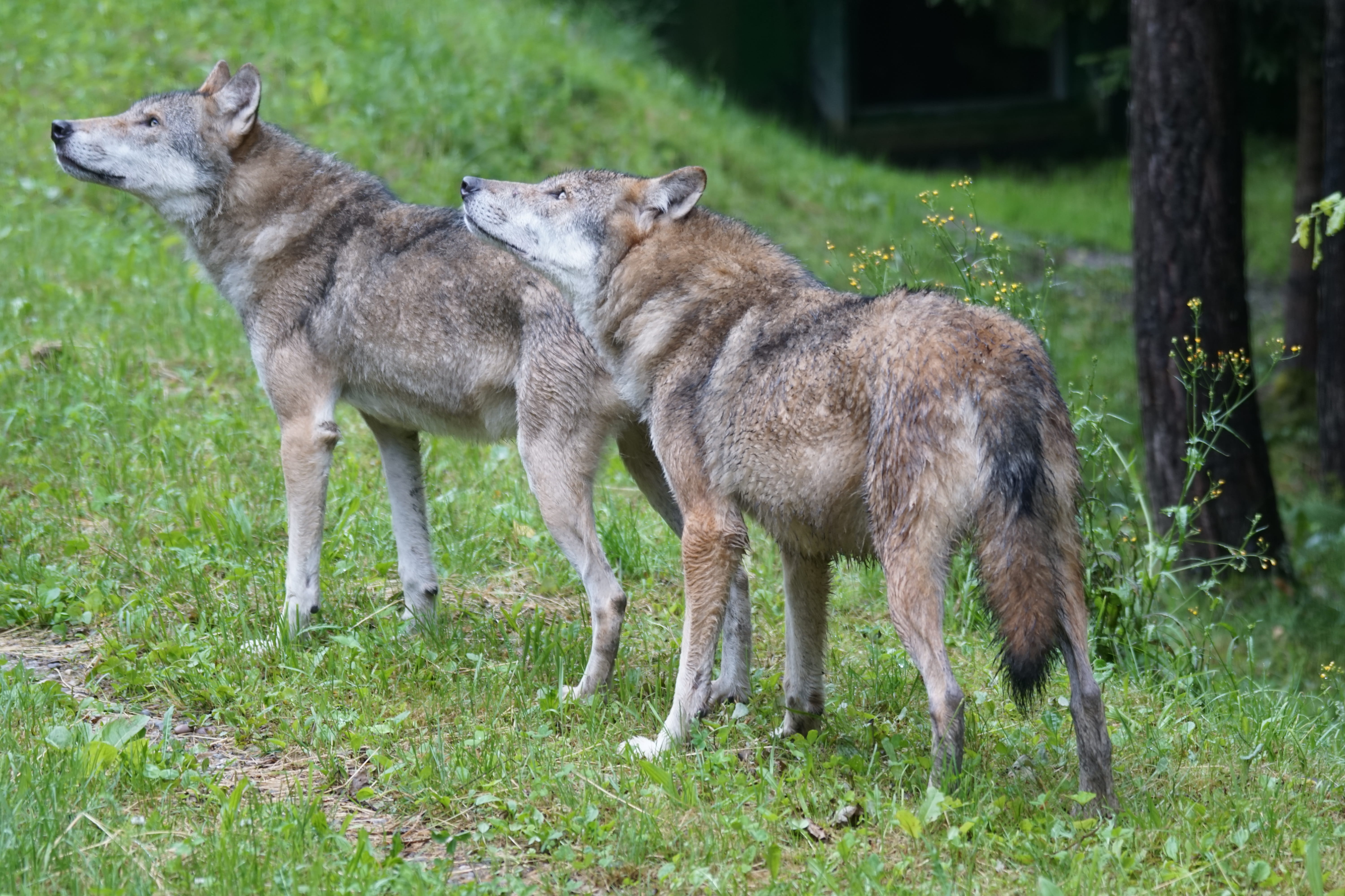 wolf, land, mammal, animal themes, nature, daytime, wildlife photography, outdoors, animal family, wolves, 5K, carnivores, field, green, day, care, animal wildlife, HD Wallpaper