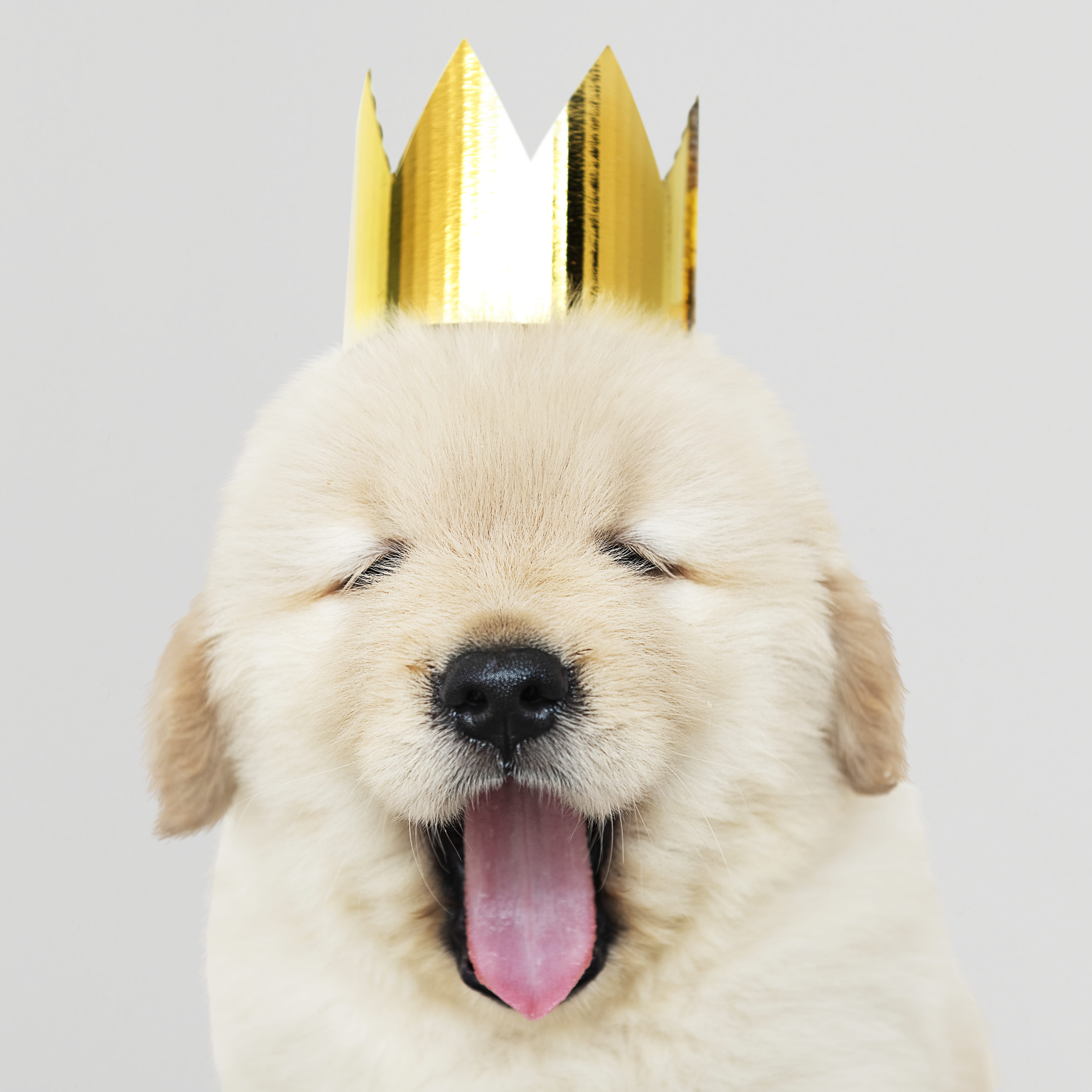 pup, mouth open, wearing, one animal, furry, purebred, adorable, photo, animal photography, no people, vertebrate, 2K, portrait, pets, golden retriever, Phone HD Wallpaper