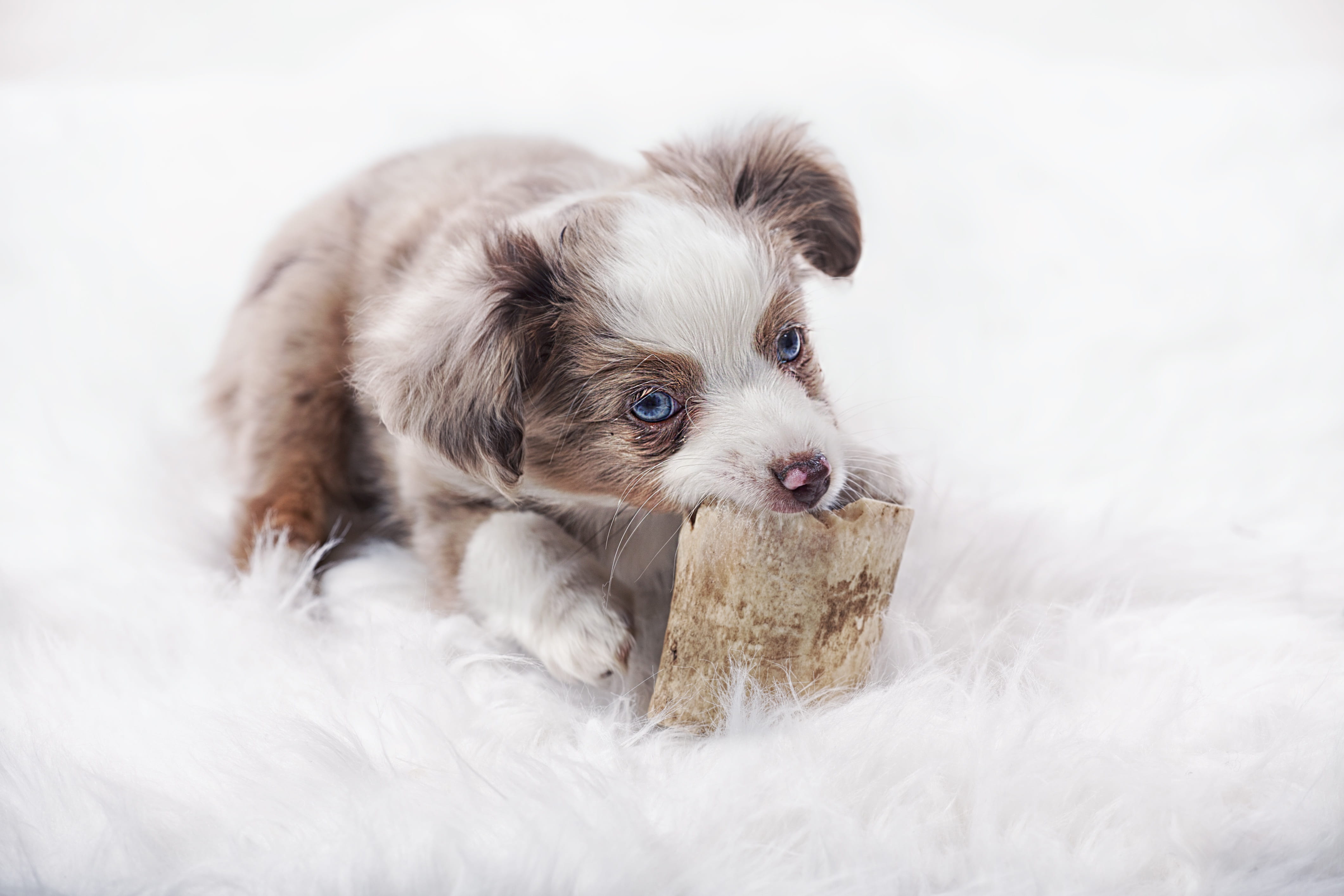 toy australian shepherd, young, indoors, white, mammal, small, pet, fleece, innocence, domestic animals, pets, puppy, domestic, no people, 4K, grey, canine, HD Wallpaper