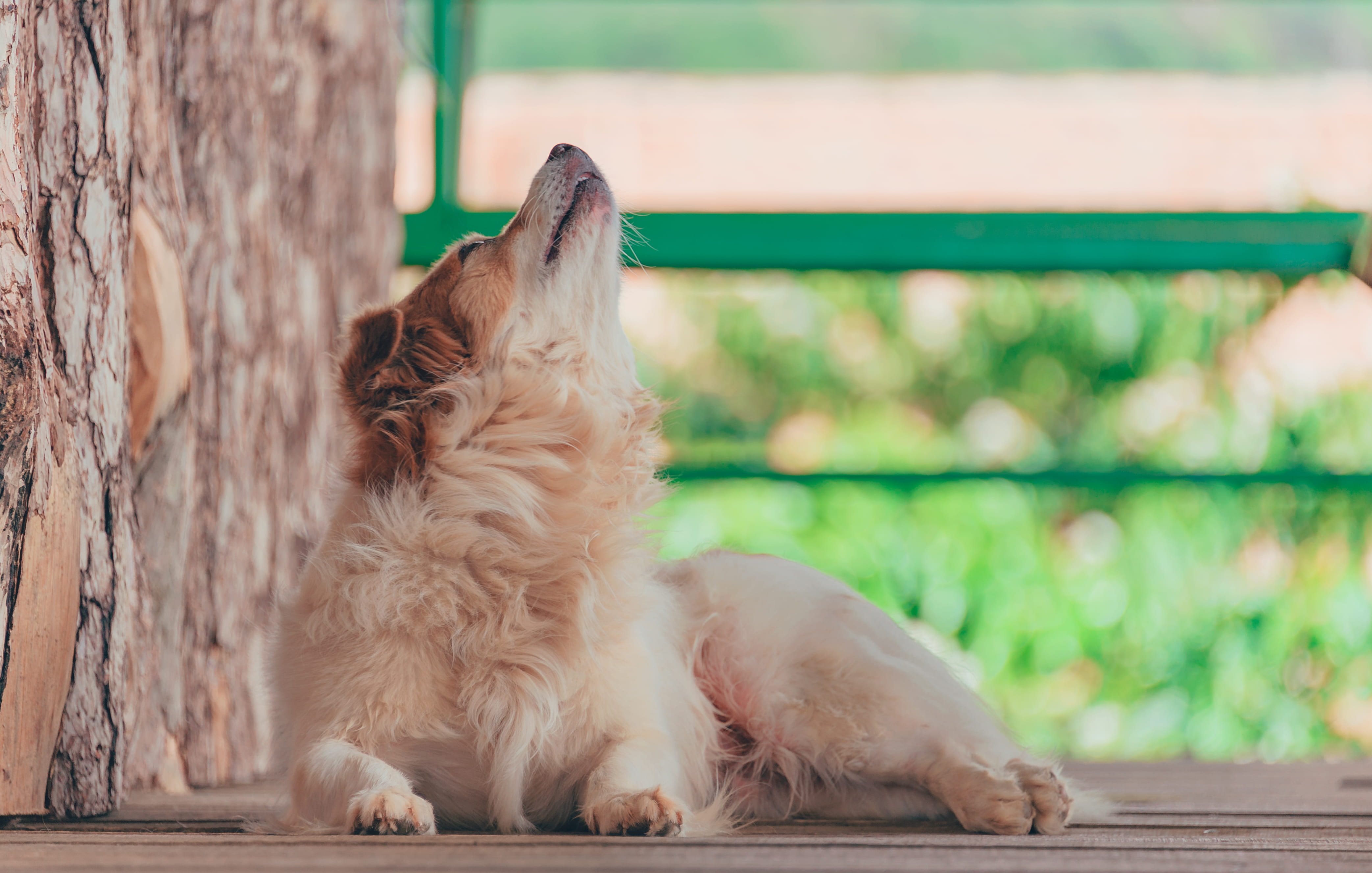 adorable, looking, domestic, dog, purebred dog, howl, tan, small, canidae, depth of field, pet, cute, animal, focus, 4K, focus on foreground, pets, blur, HD Wallpaper