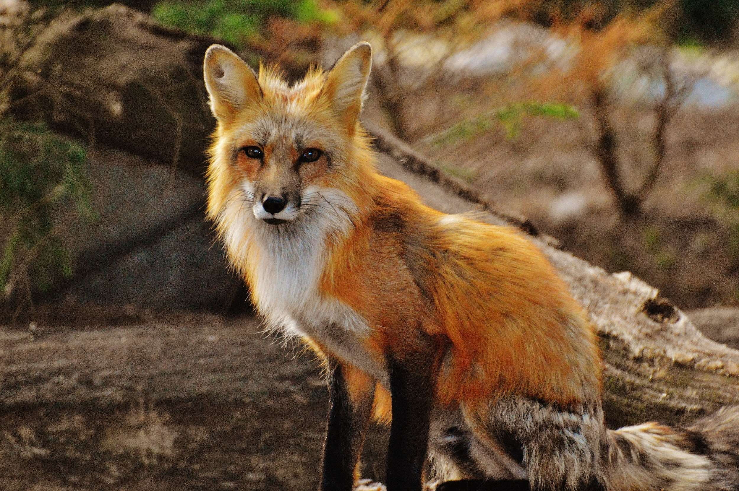 wood, field, land, mammal, log, creature, one animal, looking at camera, fur, red fox, looking, nature, standing, 1080P, staring, canidae, fox, close up, HD Wallpaper