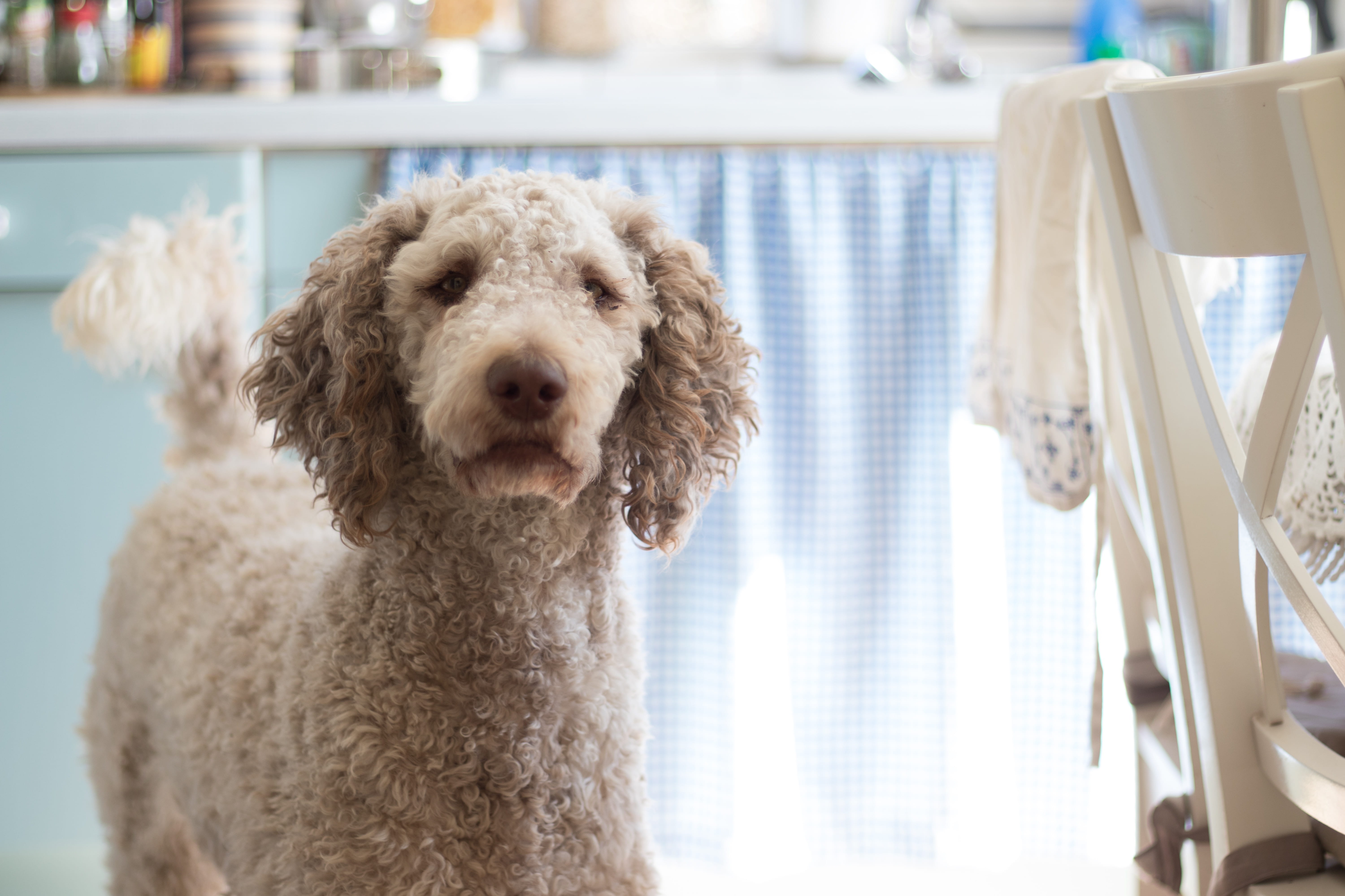 fur, animal, furry, domestic animals, sitting, blur, snout, purebred, dog, no people, poodle, animal photography, canidae, photography, portrait, domestic, HD Wallpaper