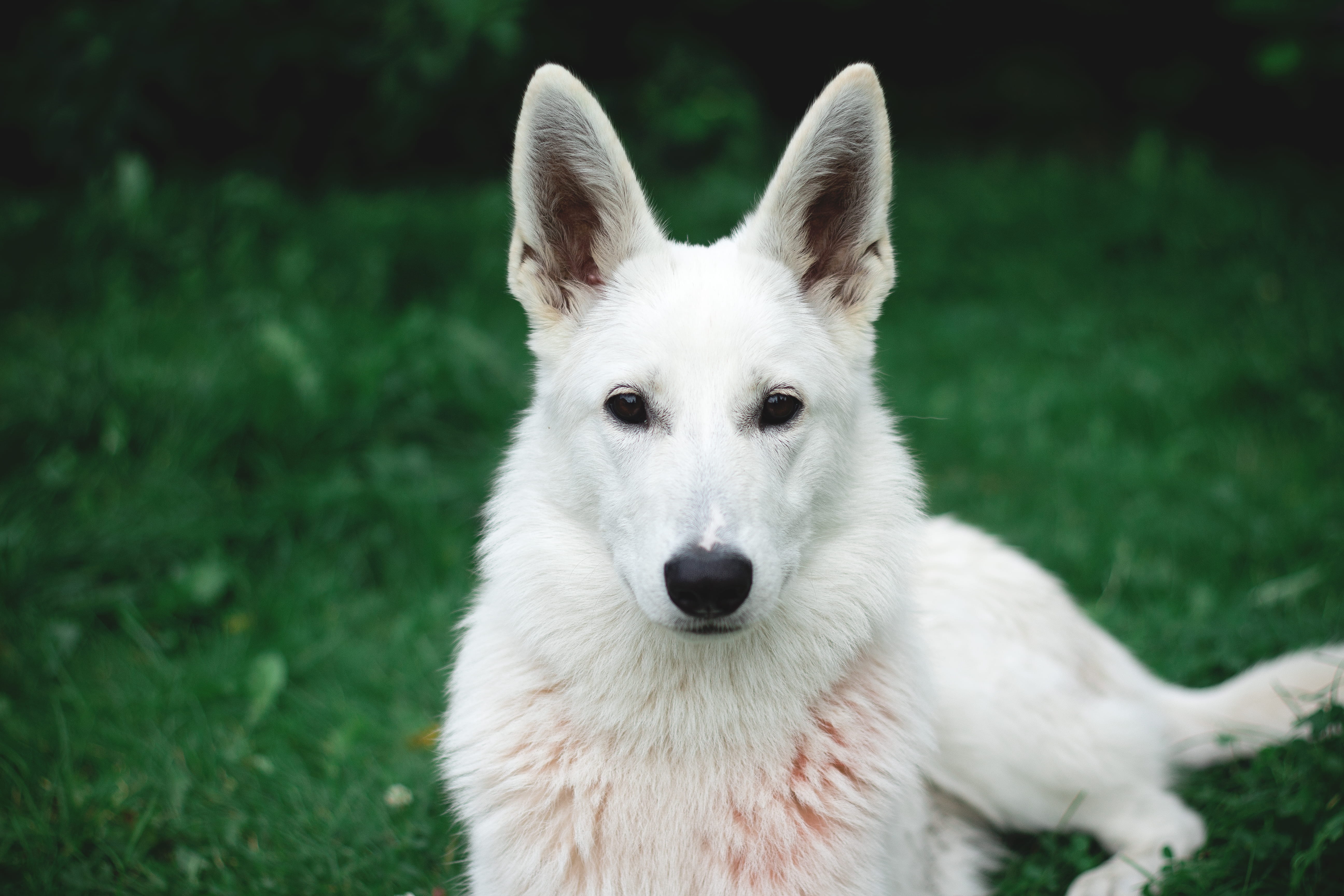white, eyes, focus, focus on foreground, grass, 5K, canidae, animal head, german shepherd, one animal, furry, snout, dog, plant, canine, no people, shepherd, HD Wallpaper
