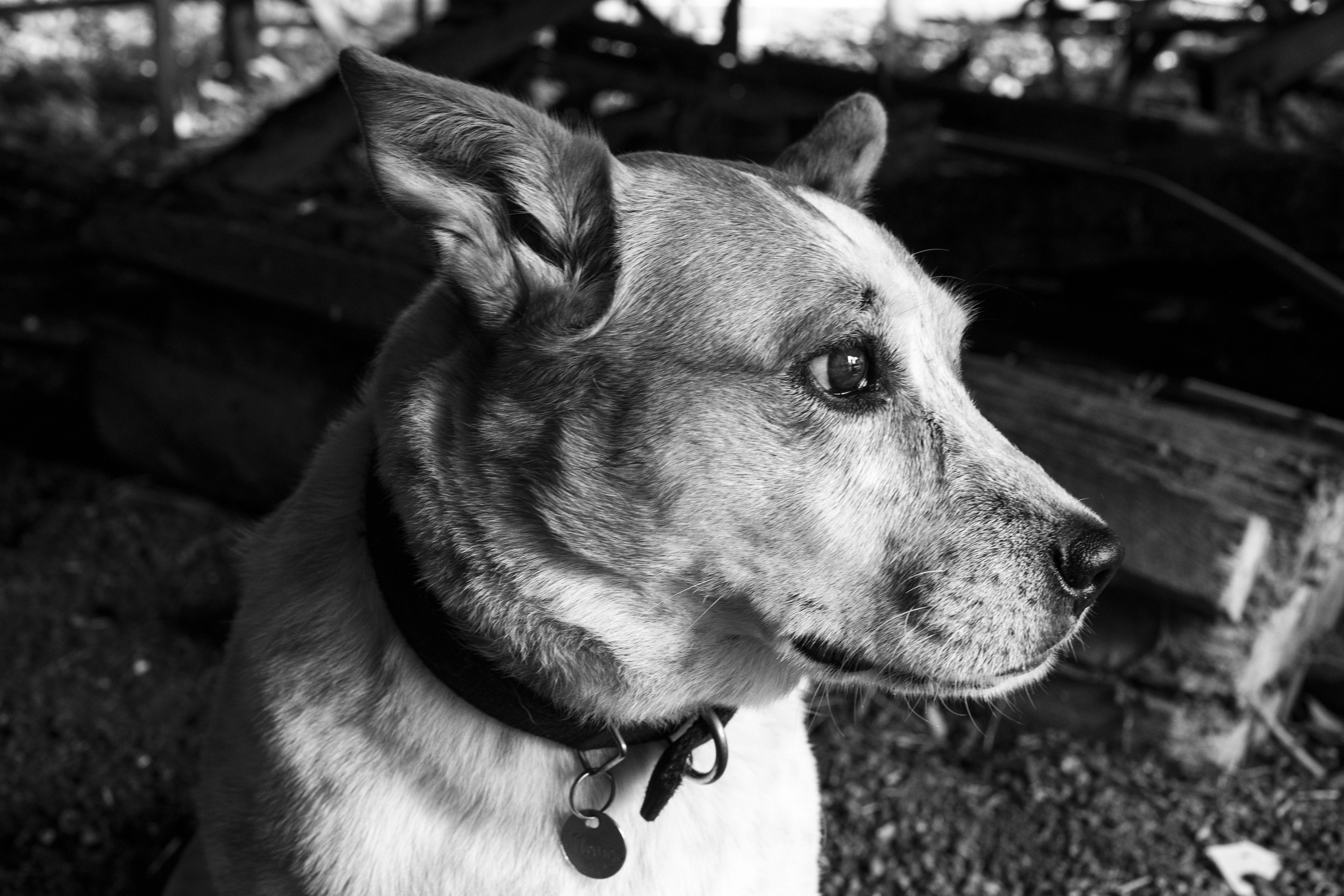 day, focus, small, looking away, domestic animal, close-up, domestic animals, canidae, blur, cute, animal, eye, sit, photography, animal photography, pet, HD Wallpaper
