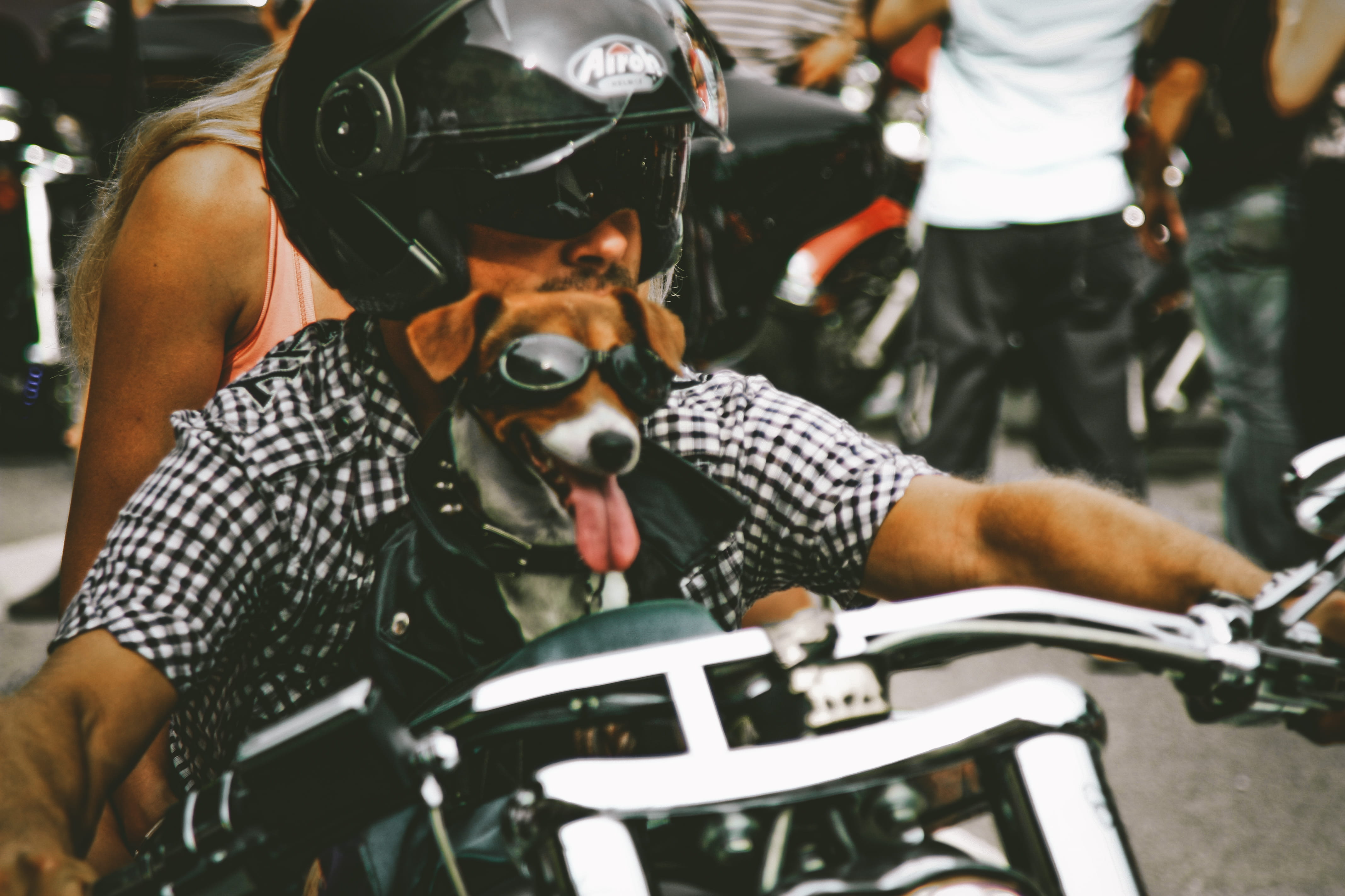 street, ride, photo, animal, men, male, safety, occupation, motor, person, blur, drive, focus on foreground, land vehicle, cute, bicycle, motorcyclist, HD Wallpaper