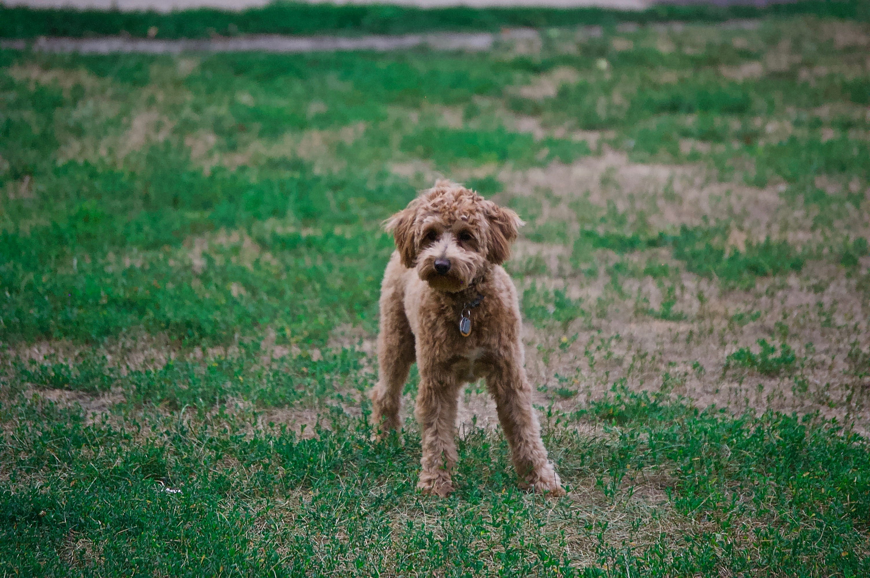 purebred dog, animal photography, 2K, field, portrait, domestic, lawn, pets, furry, adorable, one animal, photo, vertebrate, plant, green color, dog, domestic animals, HD Wallpaper