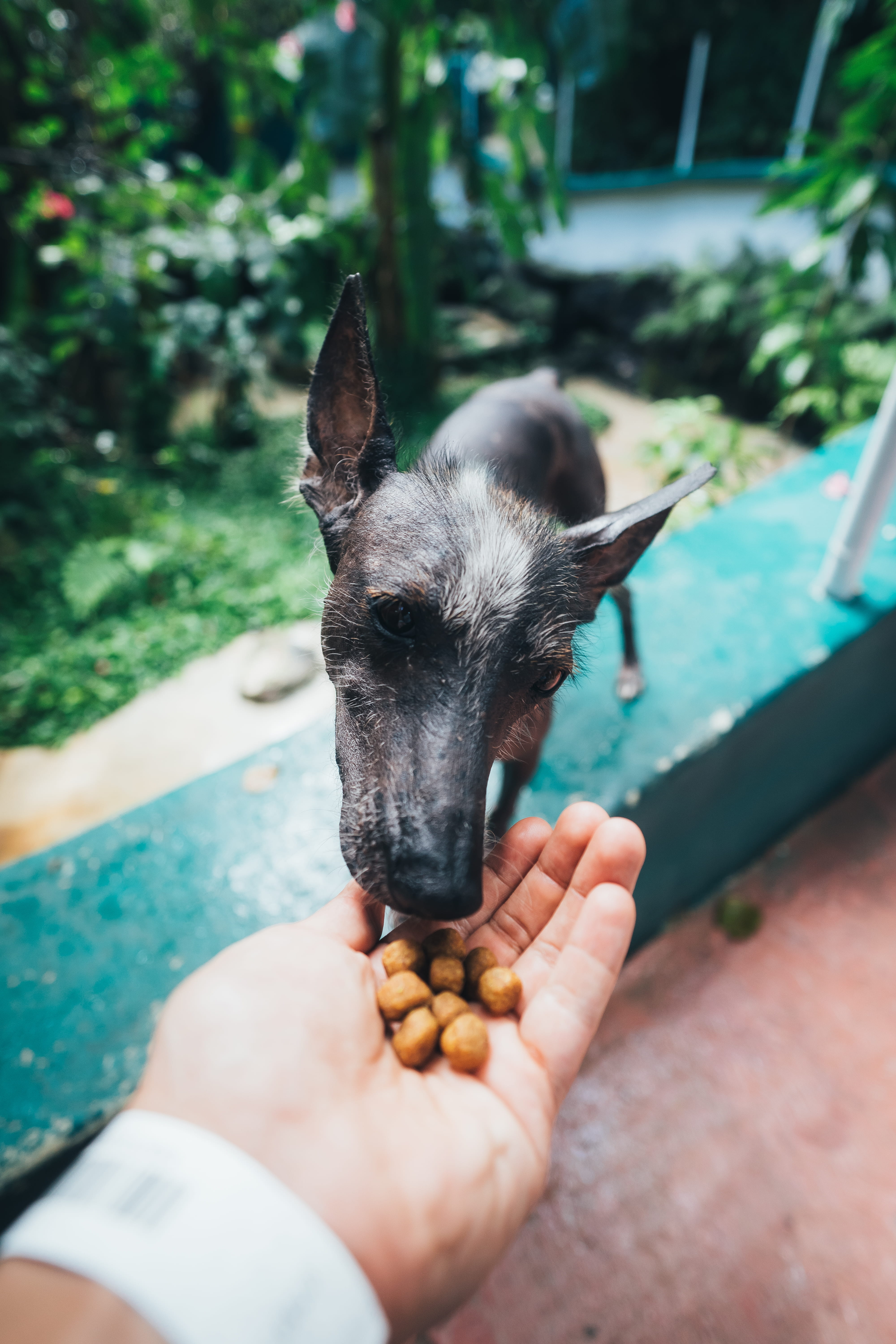 hand, 5K, domestic animals, unrecognizable person, holding, focus, domestic, close-up, purebred, blur, outside, canine, dog, one animal, feeding, domestic animal, Phone HD Wallpaper