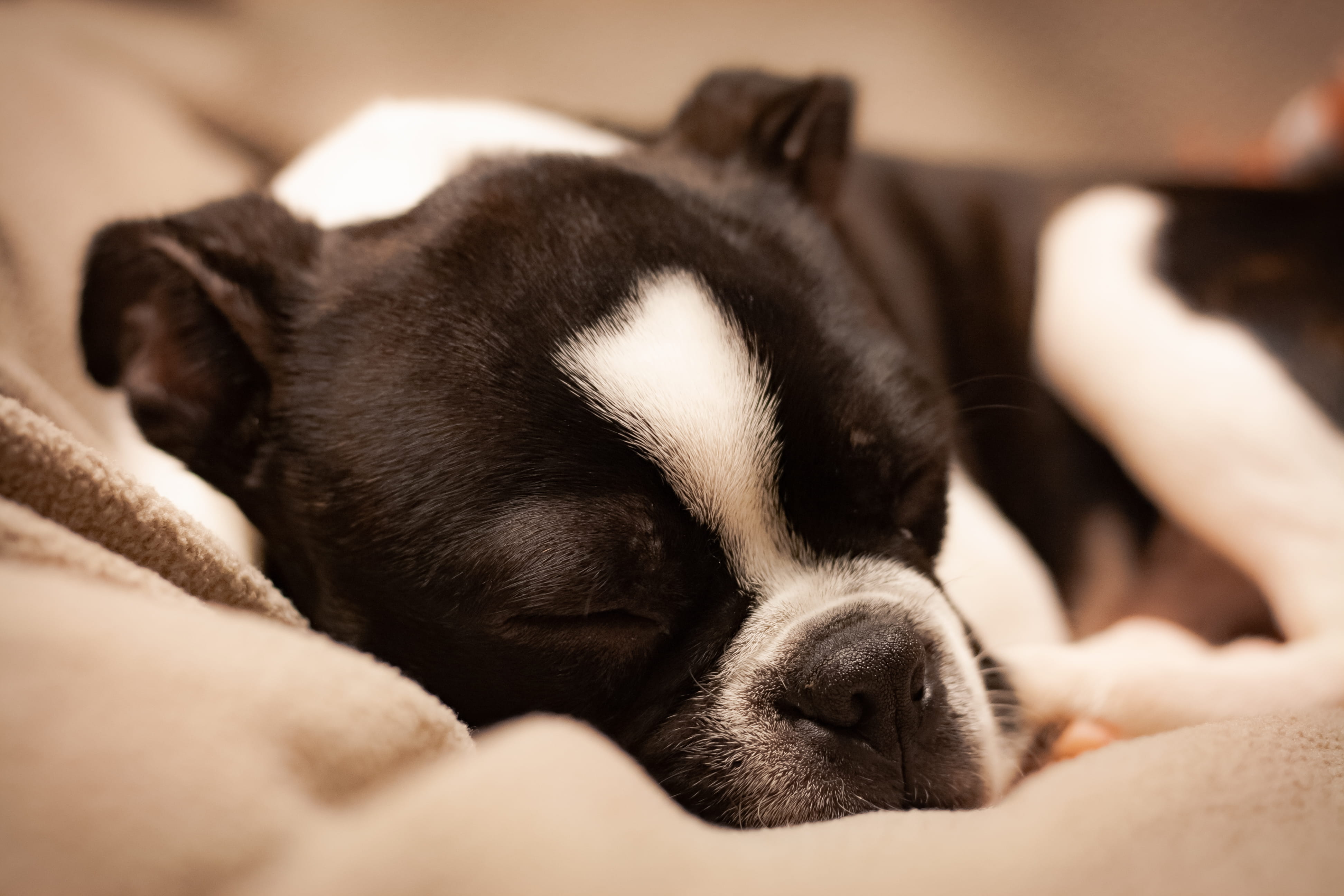 young animal, animal themes, small, no people, napping, domestic animal, purebred, canine, pets, domestic animals, black, close-up, relaxation, vertebrate, HD Wallpaper