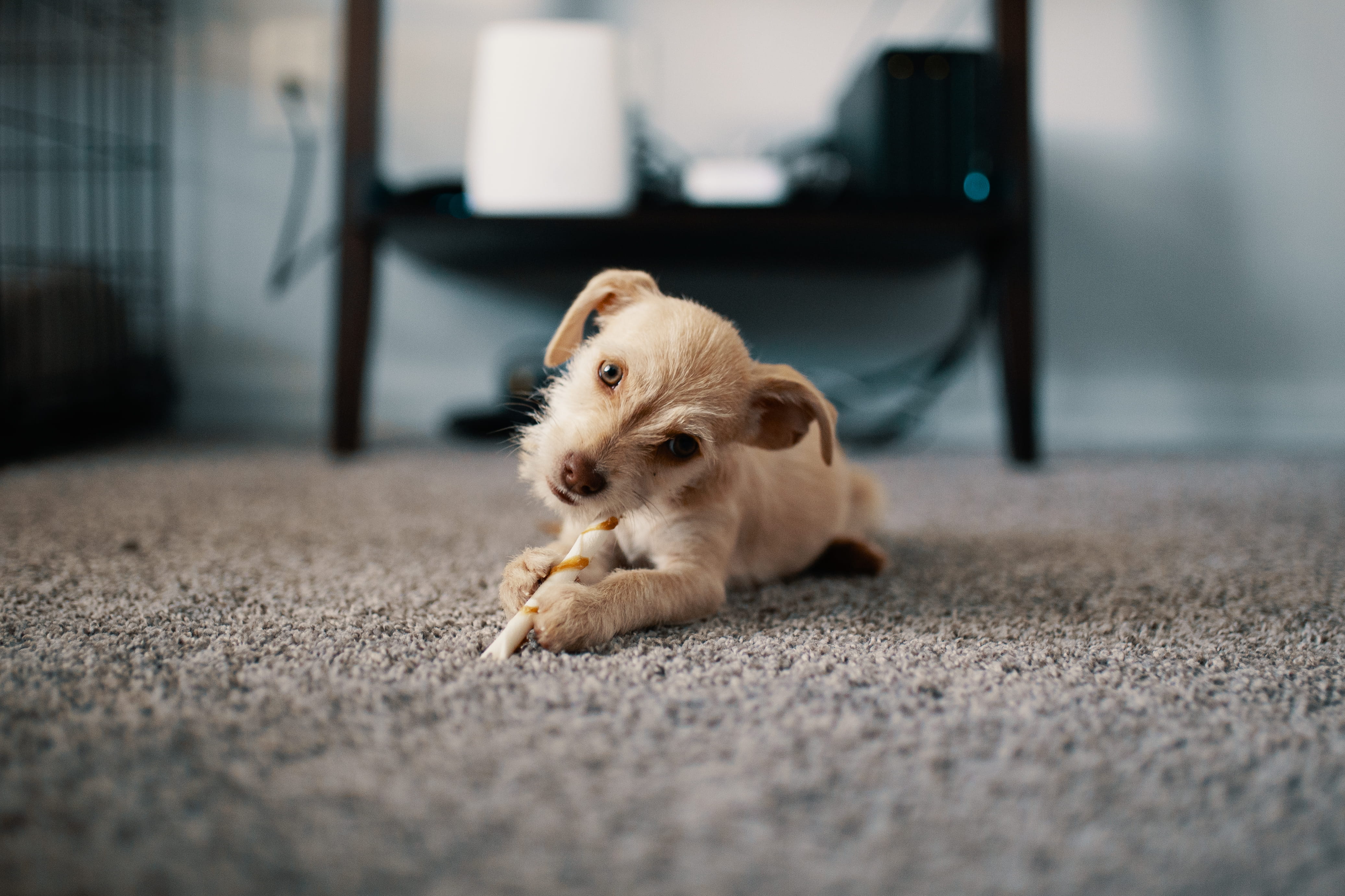 domestic, young animal, 4K, animal, photo, little, depth of field, tiny, domestic animals, relaxation, indoors, cute, adorable, pets, dog, domestic animal, HD Wallpaper