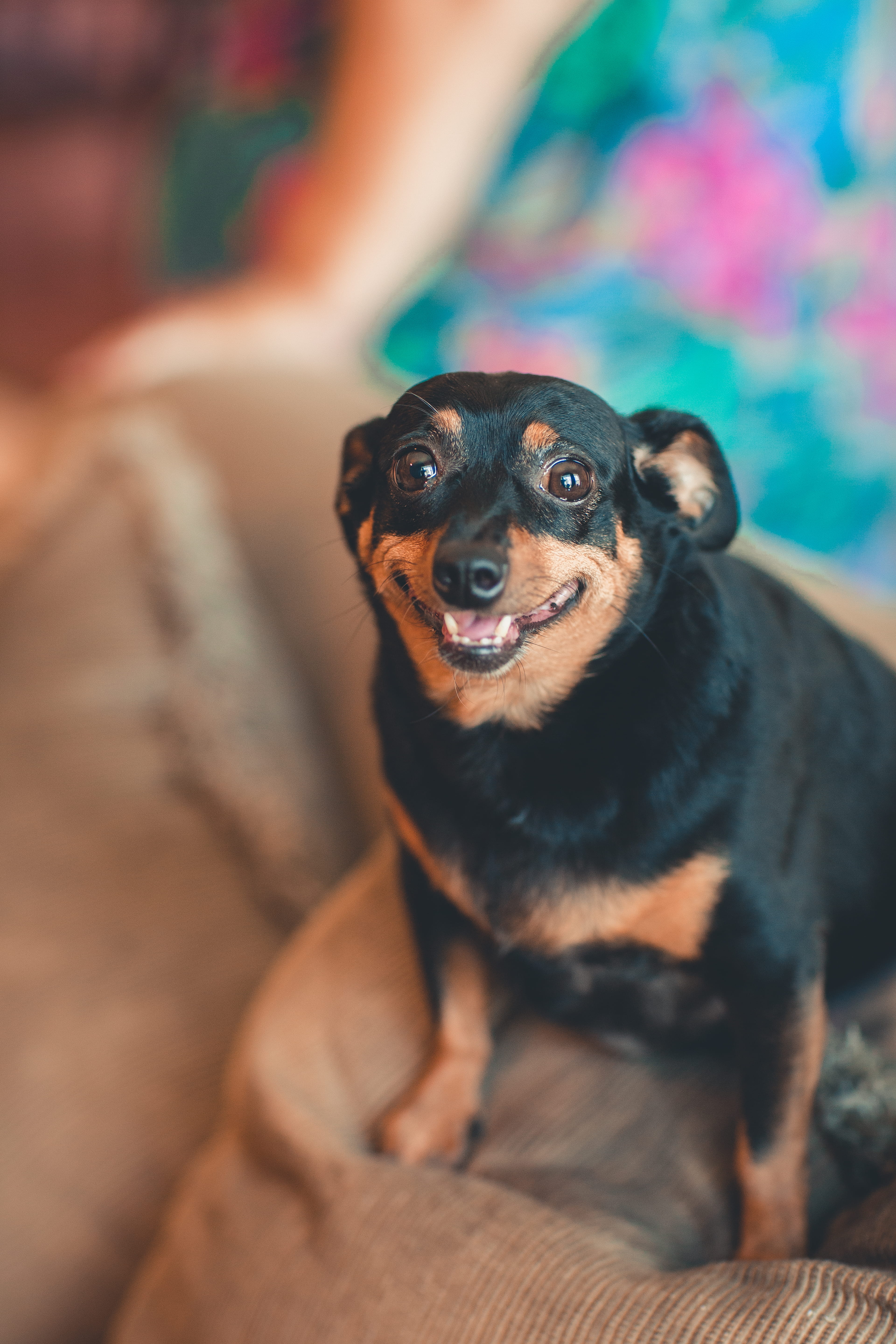 5K, photo, domestic animal, canidae, vertebrate, depth of field, selective focus, focus, portrait, purebred, cute, pets, one animal, blur, lap dog, pet, Phone HD Wallpaper