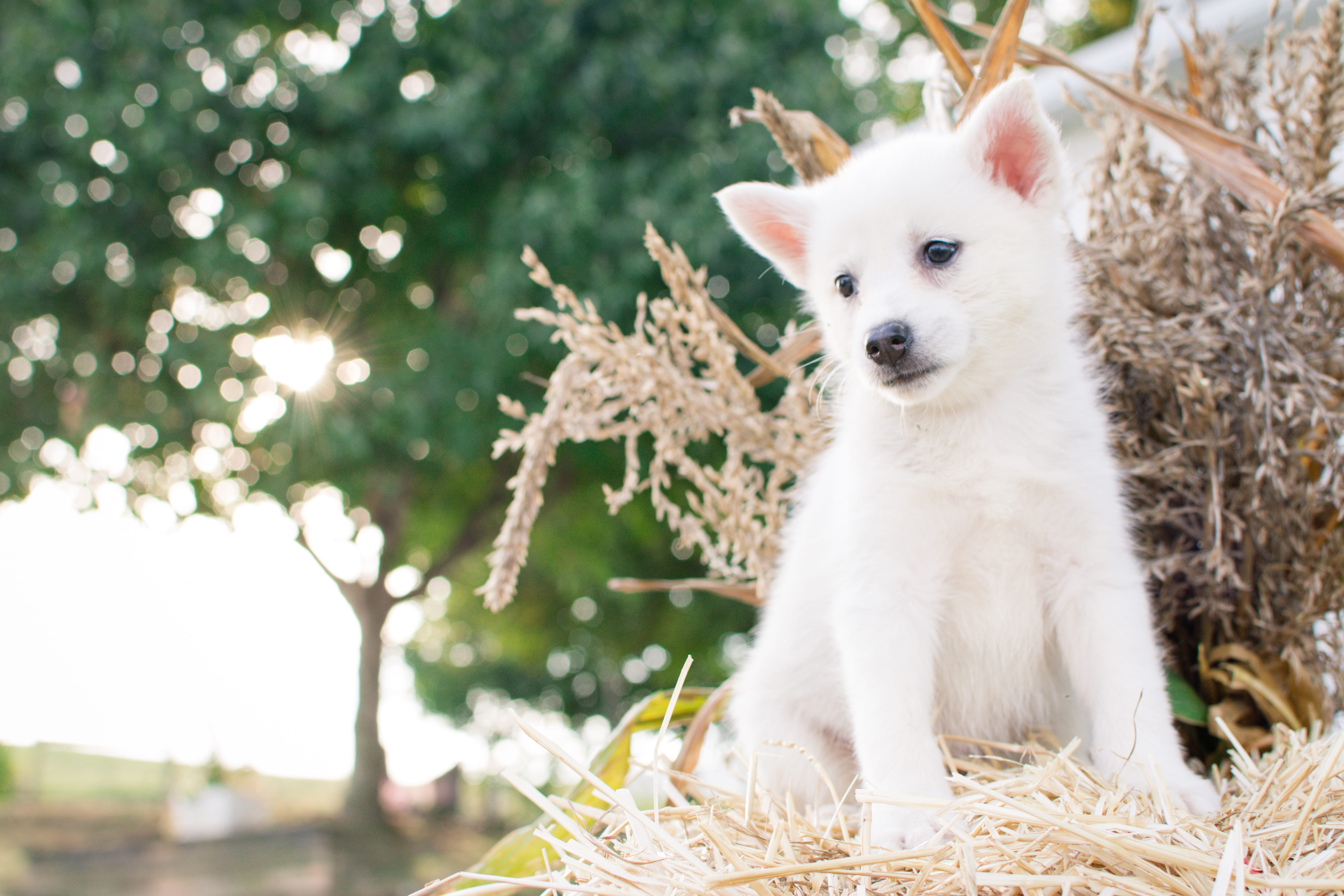 dog, sitting, animal photography, animal head, focus on foreground, tree, puppy, animal, 5K, day, plant, pomeranian, vertebrate, close, spitz, white color, HD Wallpaper