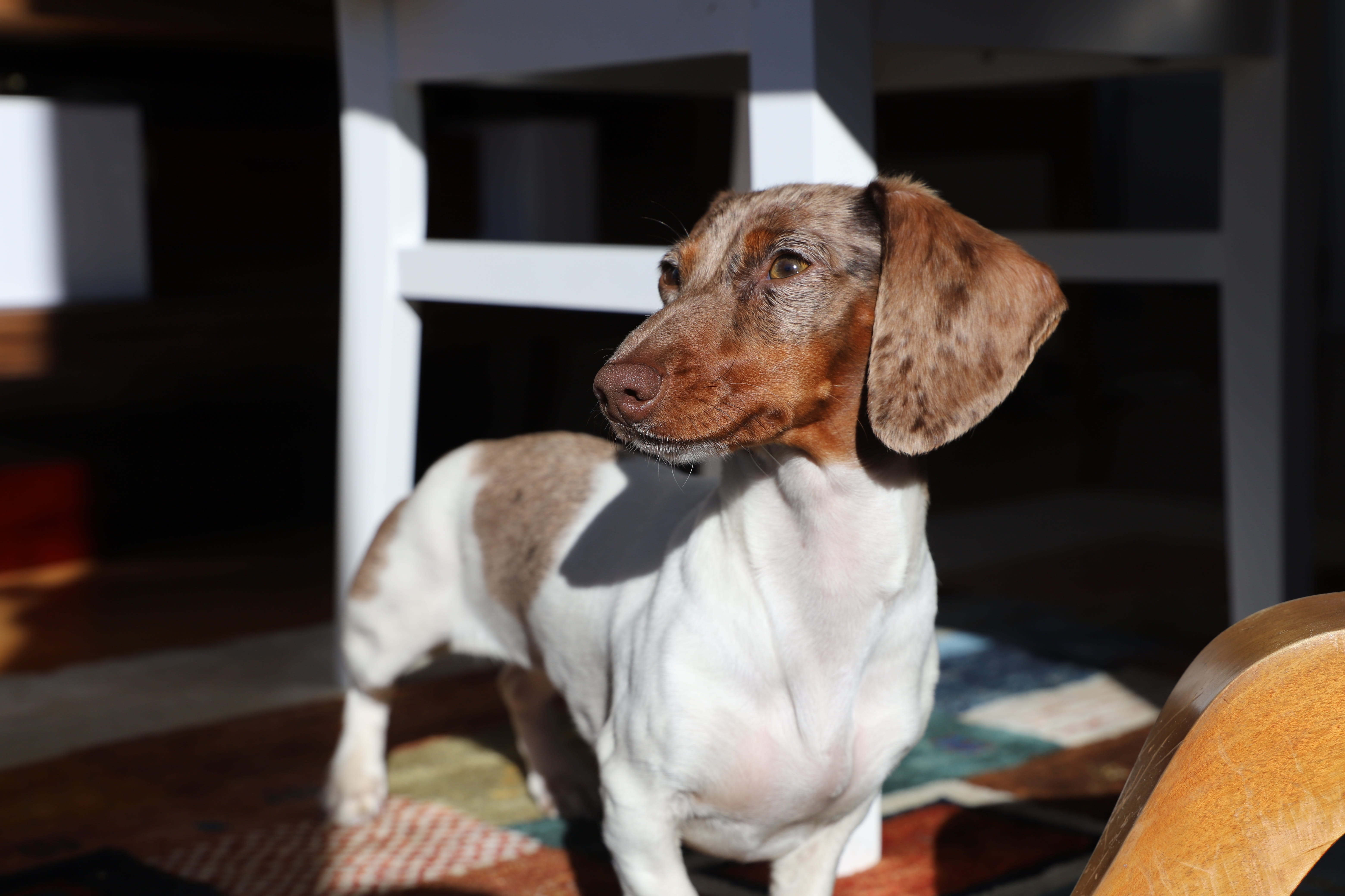 vertebrate, fun, young, home interior, 5K, man, pet, pets, one animal, puppy, indoor, focus on foreground, sit, portrait, indoors, canine, no people, brown, HD Wallpaper