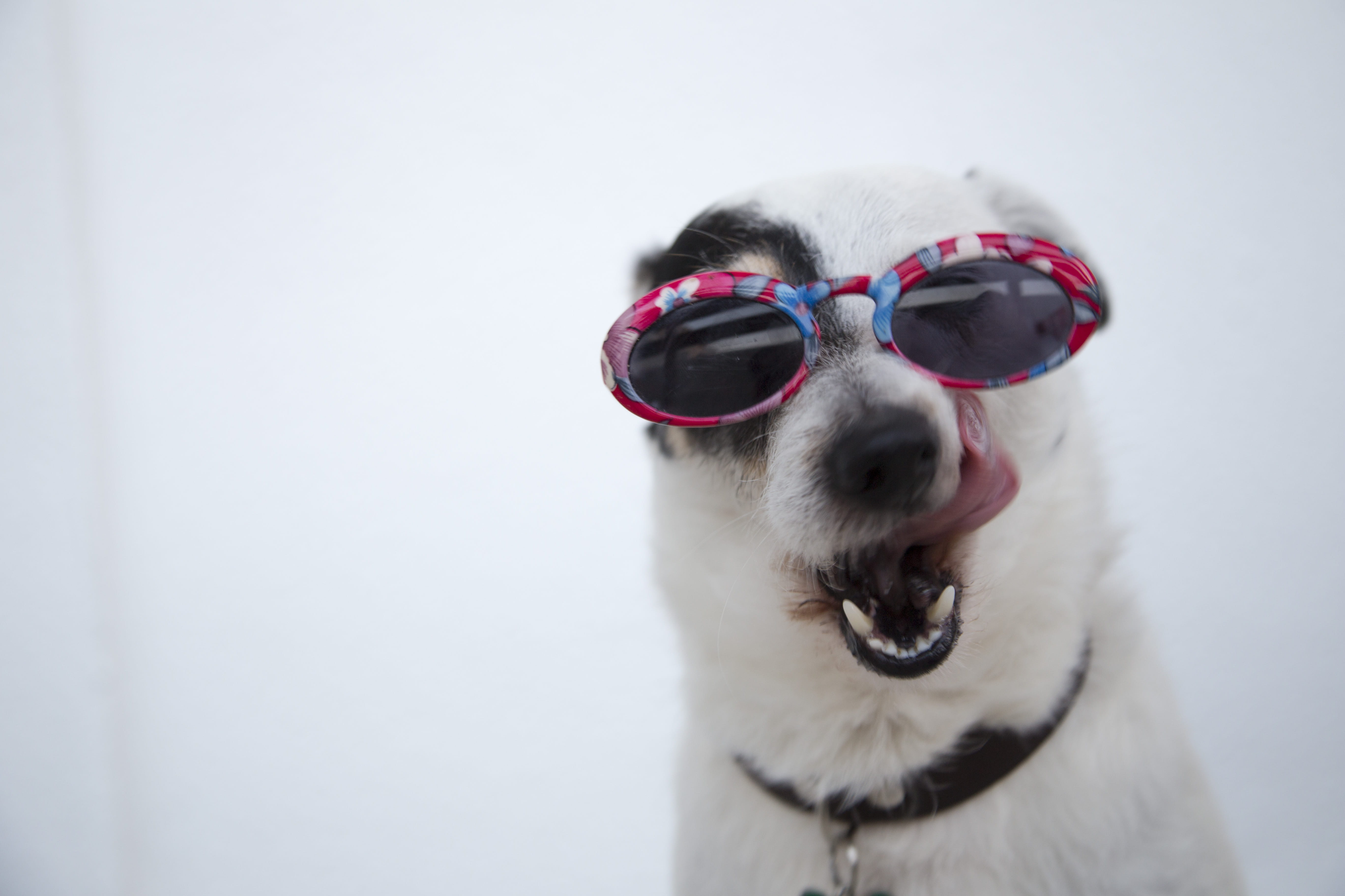 domestic, pets, humor, adorable, breed, canidae, vertebrate, one animal, funny, glasses, pet, mammal, jack russell, animal head, studio shot, no people, HD Wallpaper