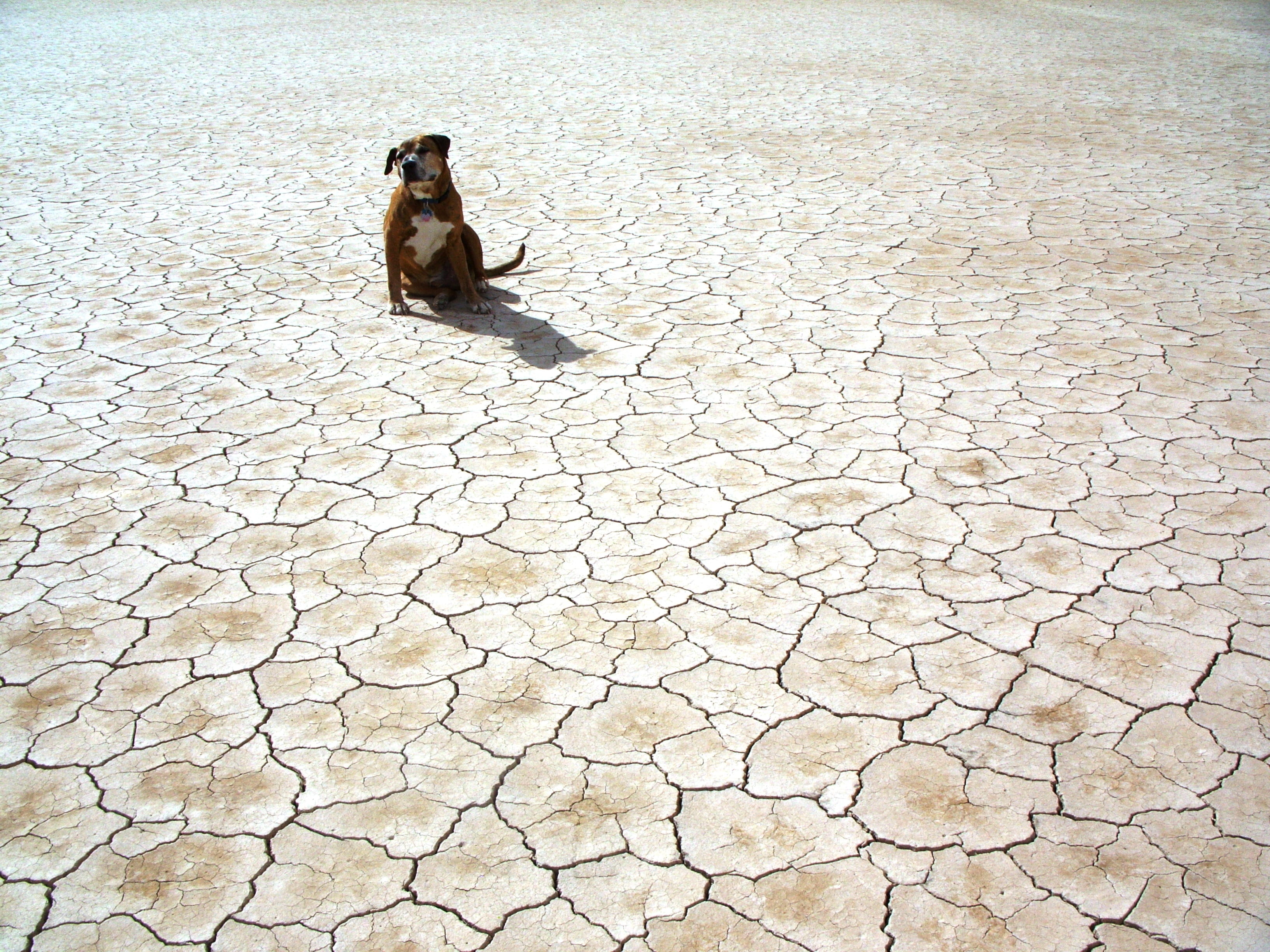 animal themes, surface, drought, one animal, cracks, canidae, barren, photography, land, no people, animal, ground, domestic, broken, dry, high angle view, HD Wallpaper
