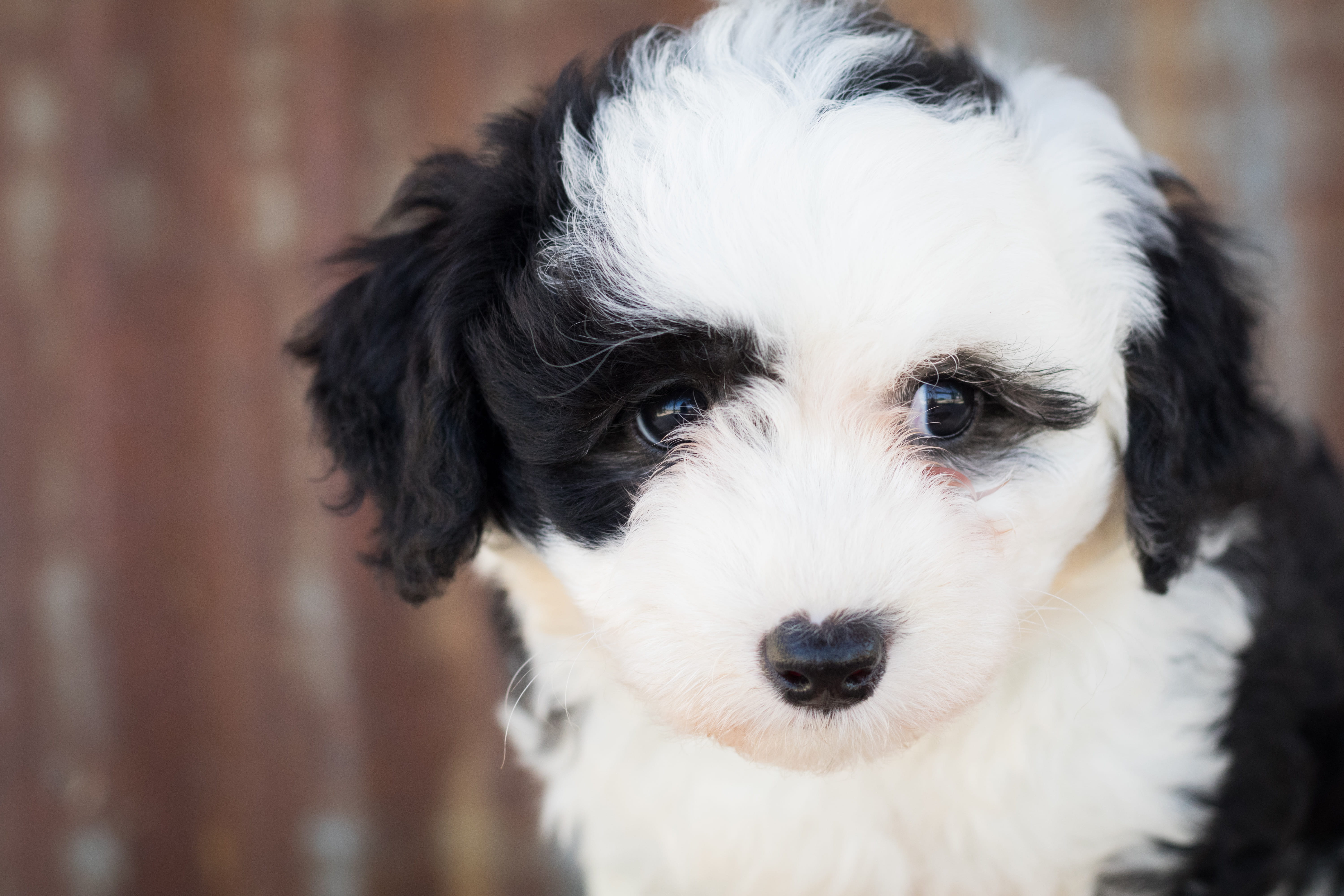 5K, one animal, domestic animal, canidae, canine, cute, adorable, small, close, animal photography, portrait, white color, pet, looking at camera, animal, HD Wallpaper