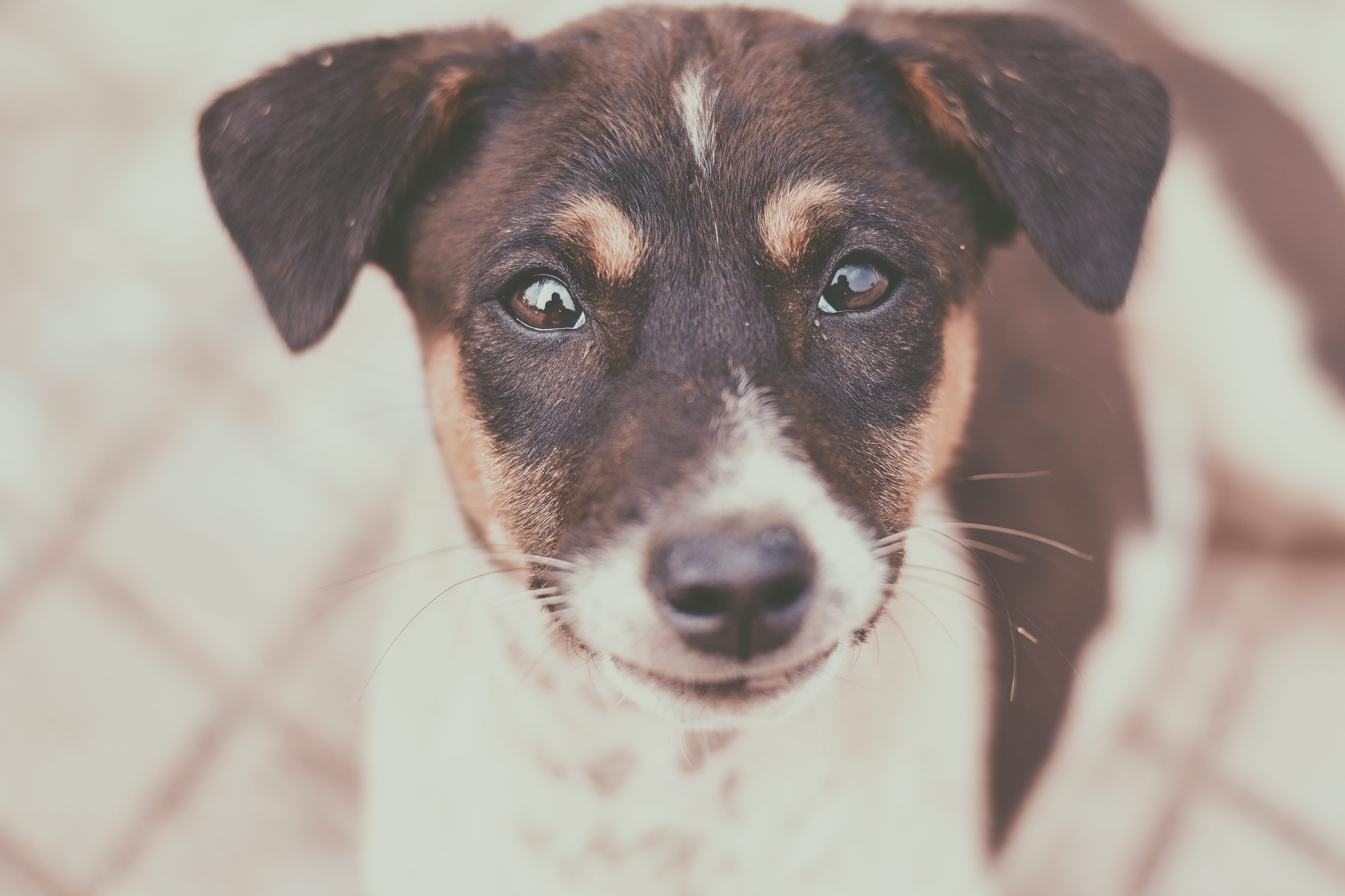 adorable, cute, looking at camera, domestic, whiskers, vertebrate, fur, photography, domestic animals, close, pet, depth of field, close-up, 5K, dog, one animal, HD Wallpaper