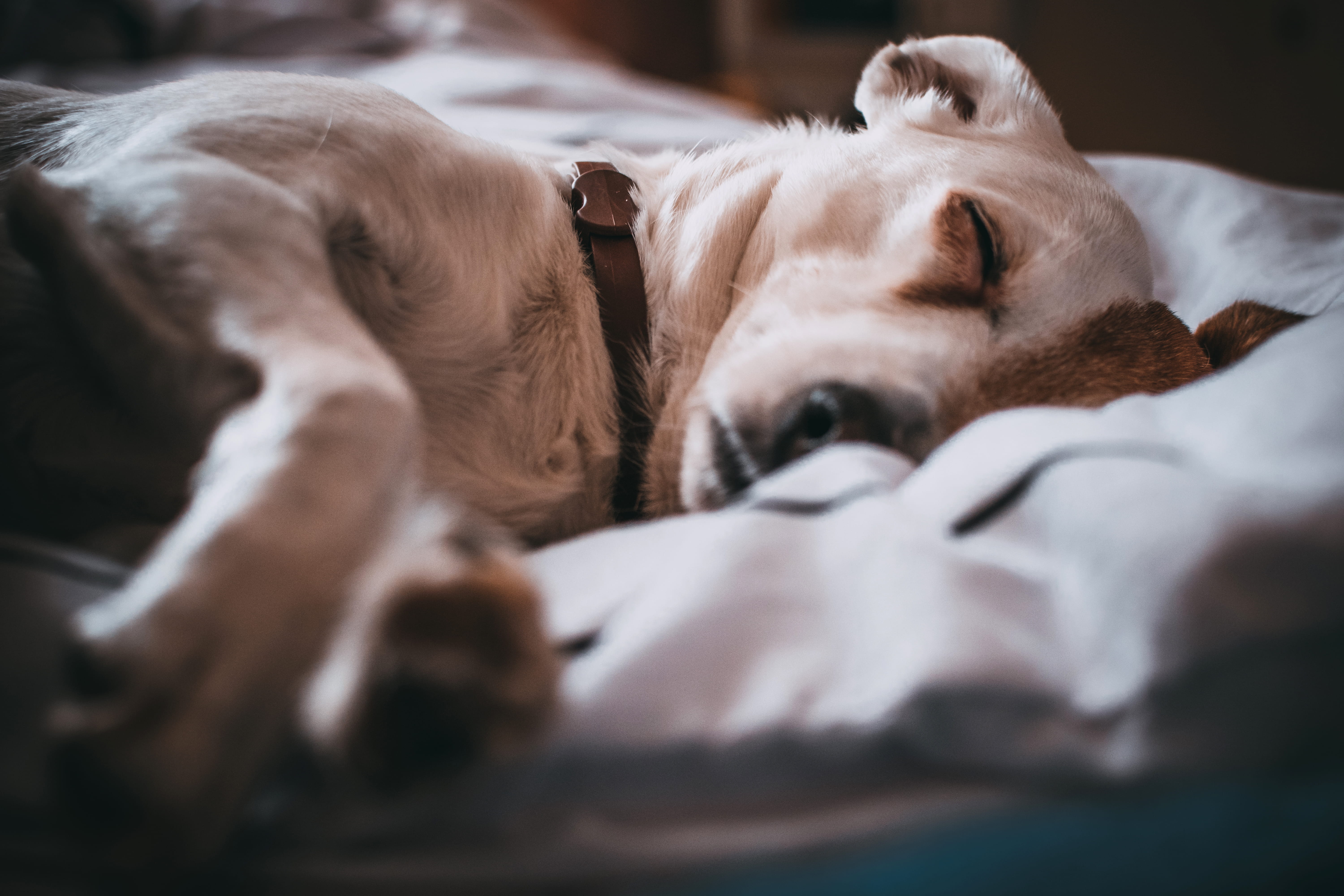 mammal, domestic animal, sleepy, indoors, napping, pet, furniture, canidae, looking, animal, relaxation, domestic, pets, resting, cute, selective focus, HD Wallpaper