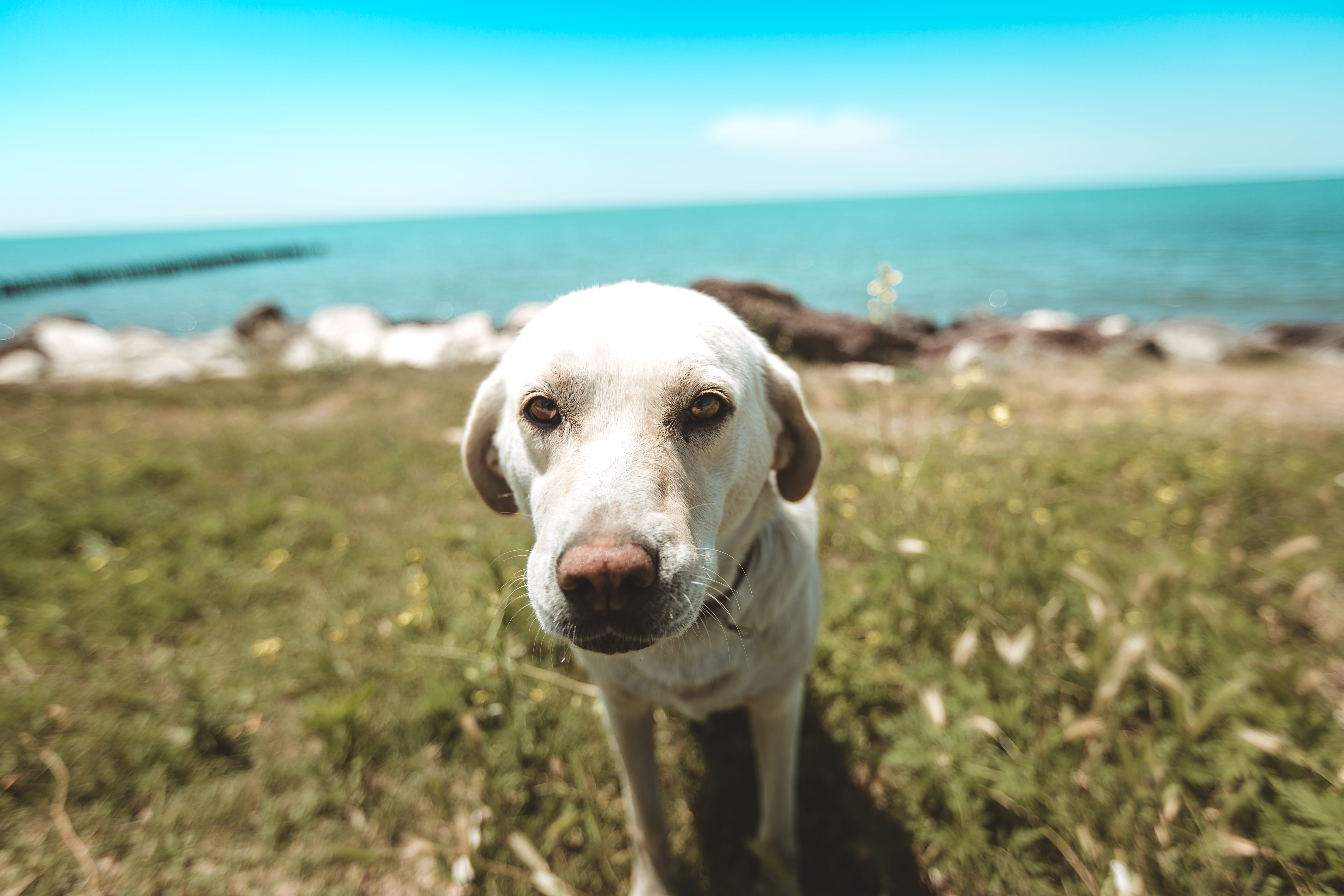 domestic, blur, animal photography, mammal, beach, outdoors, pet, sky, canidae, day, pets, horizon, no people, puppy, dog, horizon over water, nature, one animal, HD Wallpaper