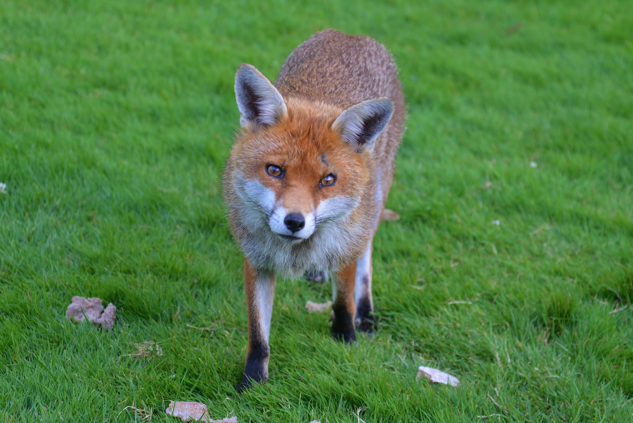 wilderness, animal, looking at camera, whisker, fur, lawn, nature, animal photography, green, animals in the wild, fox, close-up, field, adorable, canidae, HD Wallpaper