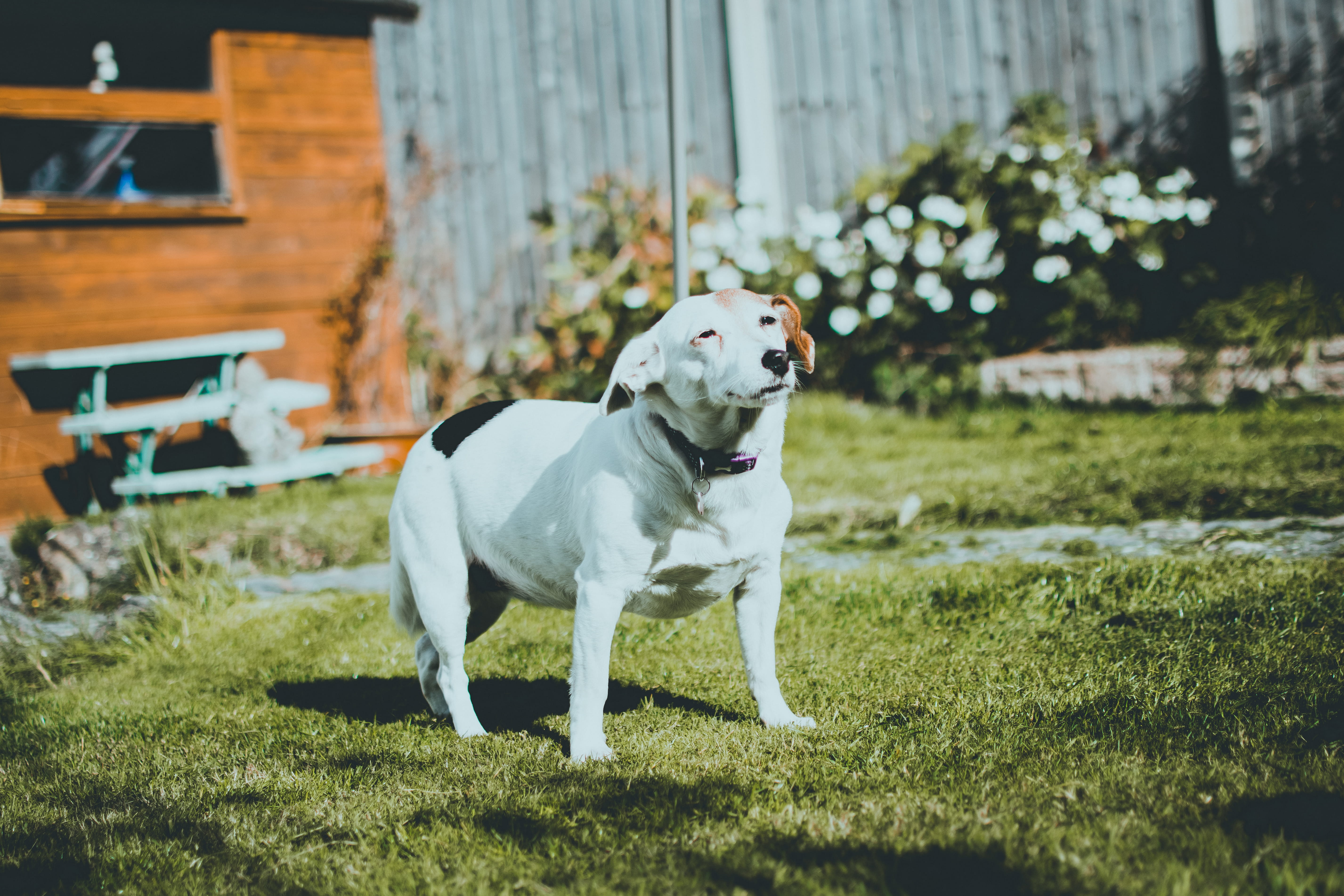 pet, canidae, collar, blur, day, domestic animals, mammal, fur, adorable, dog, lawn, standing, 5K, animal themes, animal, grass, purebred, canine, pets, HD Wallpaper