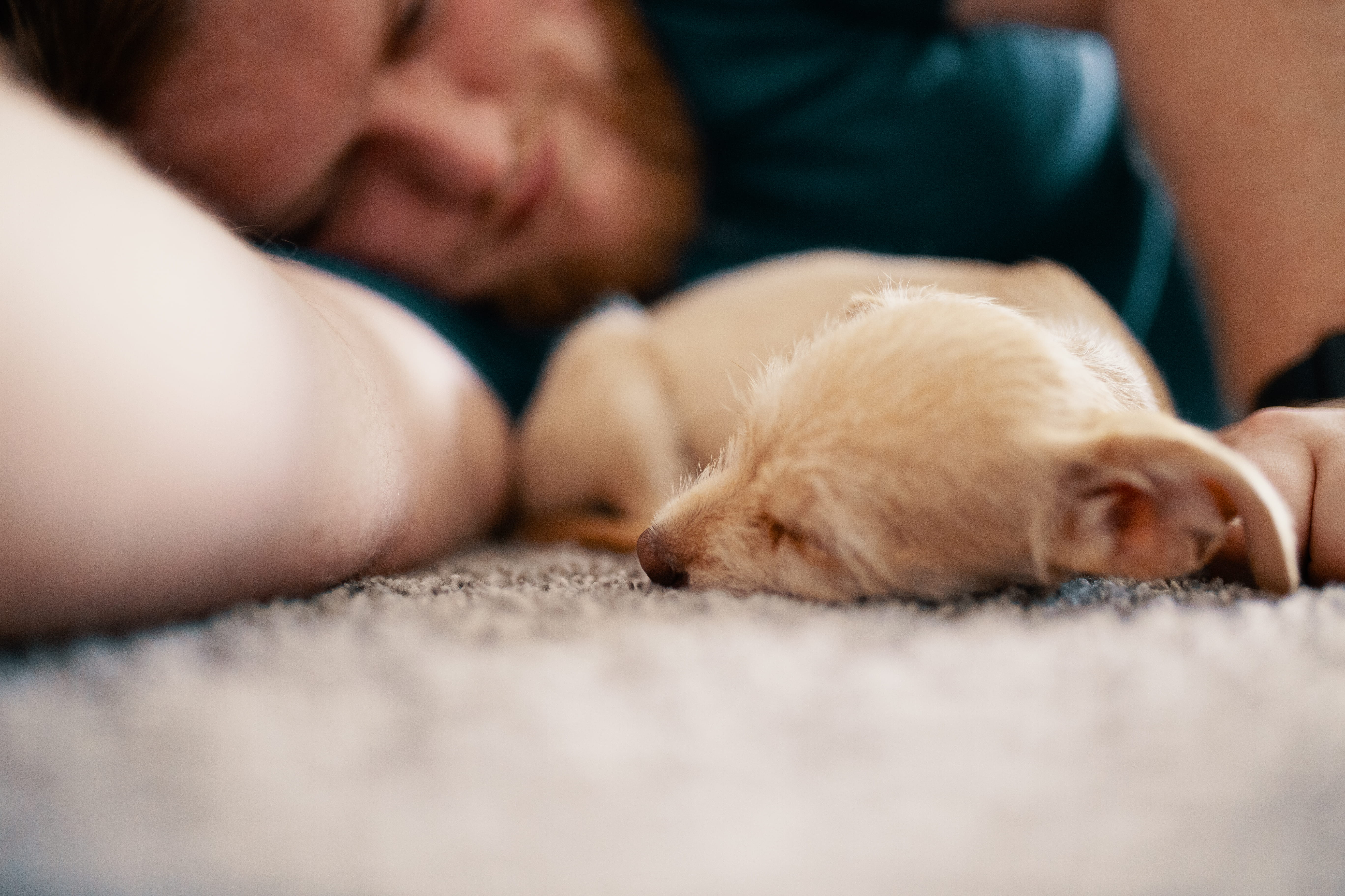 cute, male, love, teenager, indoors, puppy, focus, selective focus, care, 5K, man, one animal, relaxation, canidae, napping, sleep, close, domestic, young adult, HD Wallpaper
