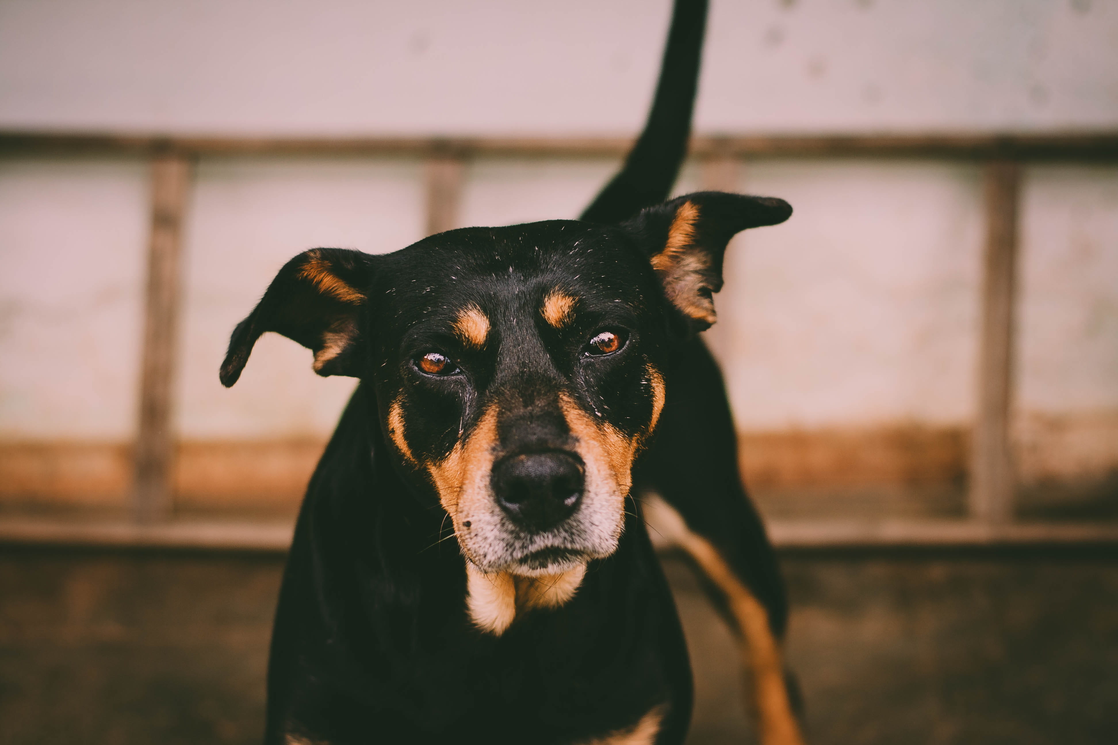 domestic animals, dog, animal, domesticated, one animal, depth of field, looking at camera, nose, portrait, domestic, no people, mammal, black color, close-up, HD Wallpaper