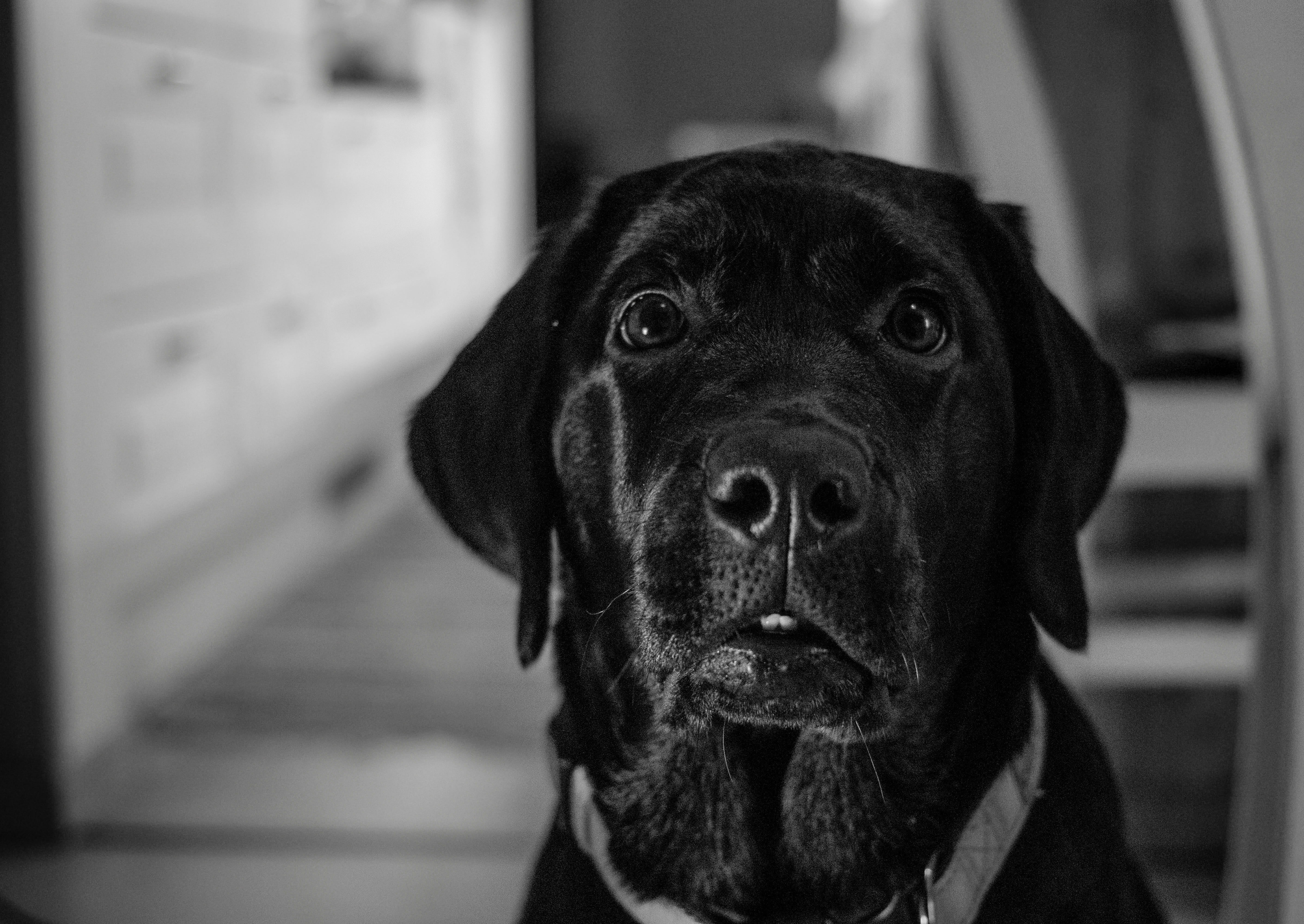 dog, indoors, no people, pets, animal mouth, snout, mammal, 5K, pet, looking at camera, animal eye, domestic, canine, focus on foreground, the animal kingdom, HD Wallpaper