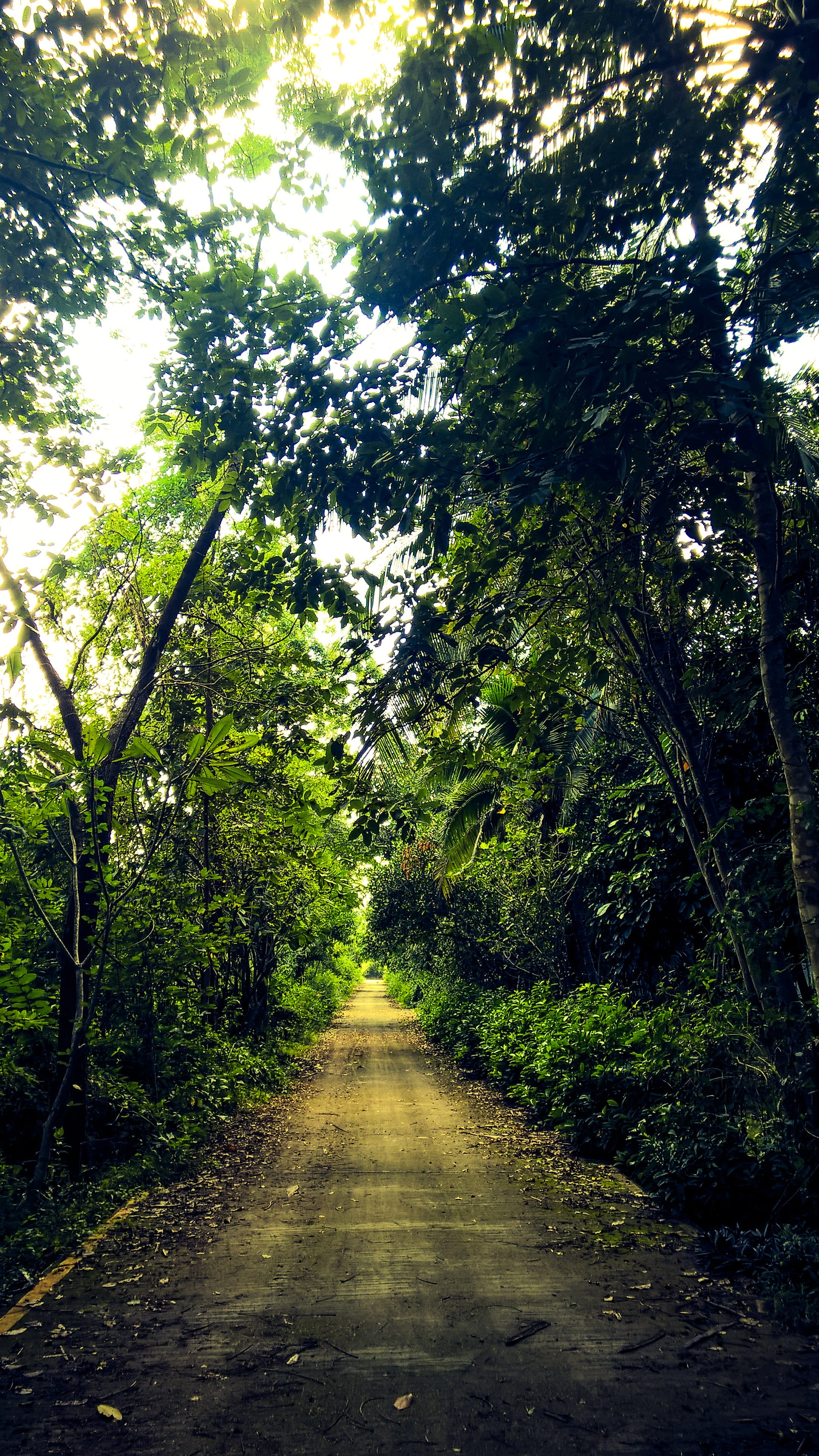 transportation, tree, tranquility, the way forward, road, outdoors, mystery, forest wayside, the untamed, beauty in nature, day, green color, vanishing point, Phone HD Wallpaper
