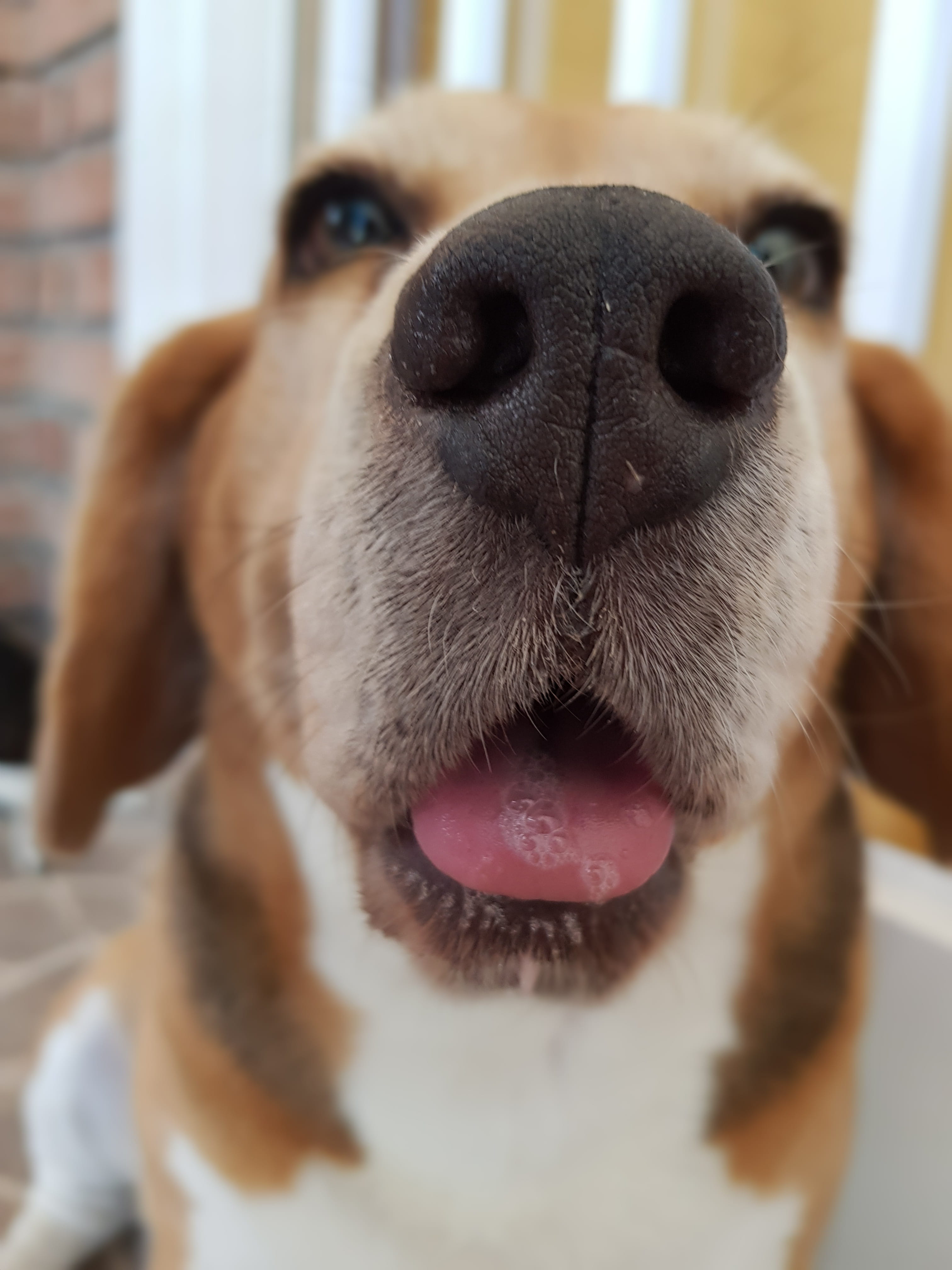 domestic animals, canidae, mouth open, pets, pet, animal, focus on foreground, nose, facial expression, dog, animal body part, domestic, one animal, animal themes, Phone HD Wallpaper