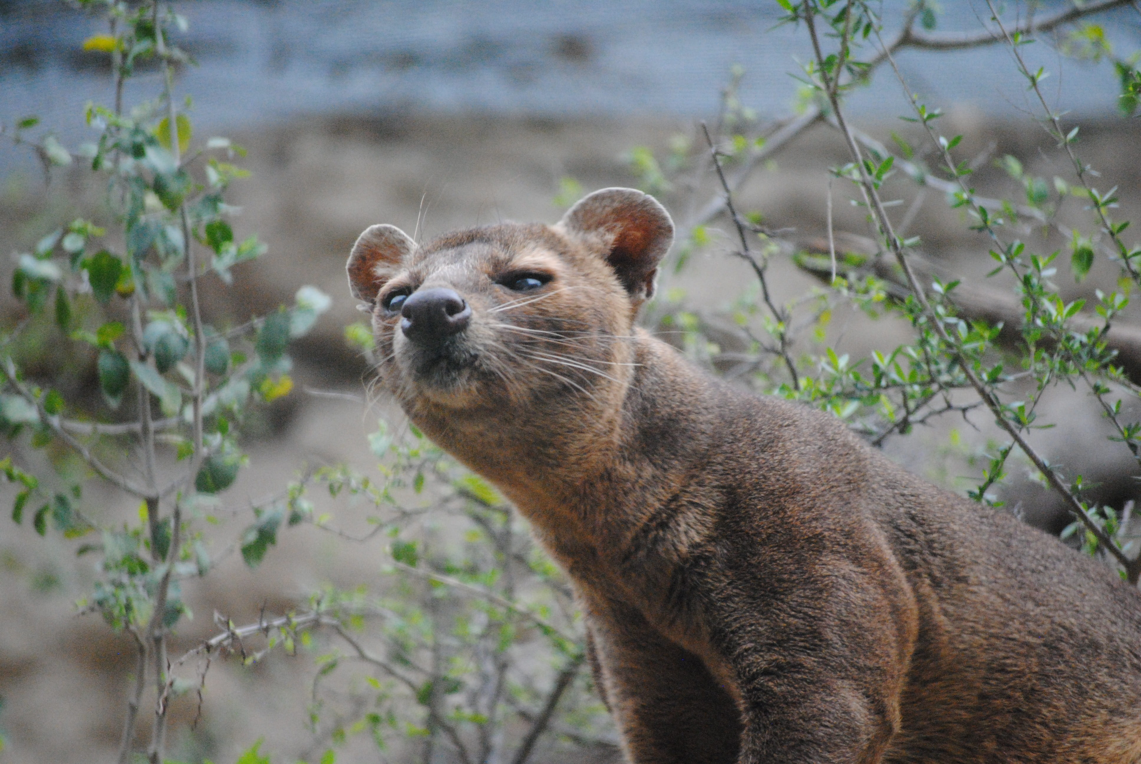 no people, ferox, mouth, rare, hair, day, fossa, reserve, looking away, natural, park, cunning, carnivore, forest, cryptoprocta, hunt, 4K, carnivora, outdoors, HD Wallpaper