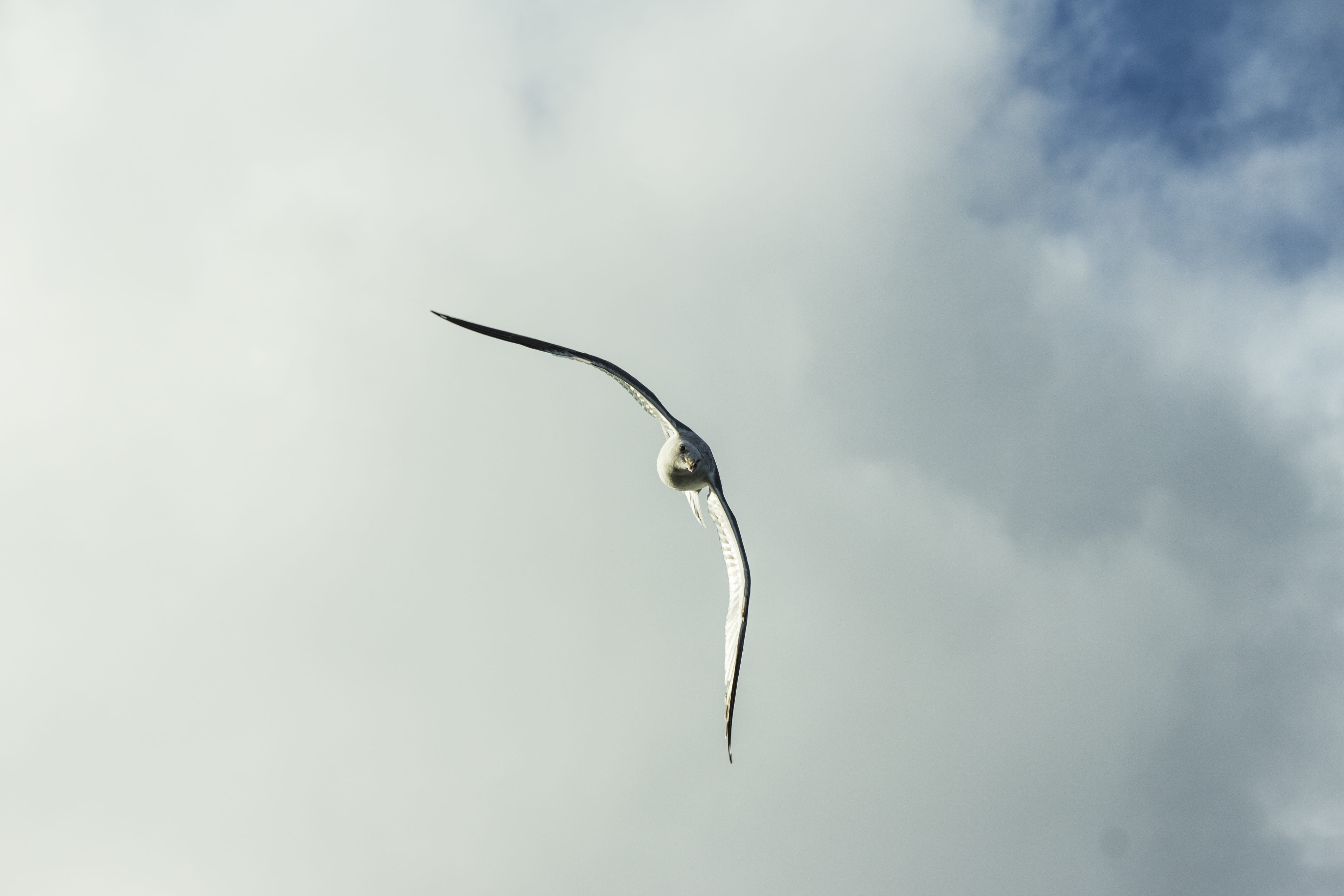 low angle view, soar, san francisco, untamed, animal, flying, blue, believe, cloud - sky, 5K, love, vertebrate, forget, one animal, ocean, day, animals in the wild, HD Wallpaper