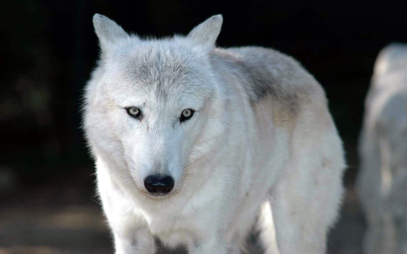 animal body part, 720P, wolf, day, vertebrate, animals in the wild, mammal, front view, white, looking at camera, no people, animal, nature, animal themes, HD Wallpaper