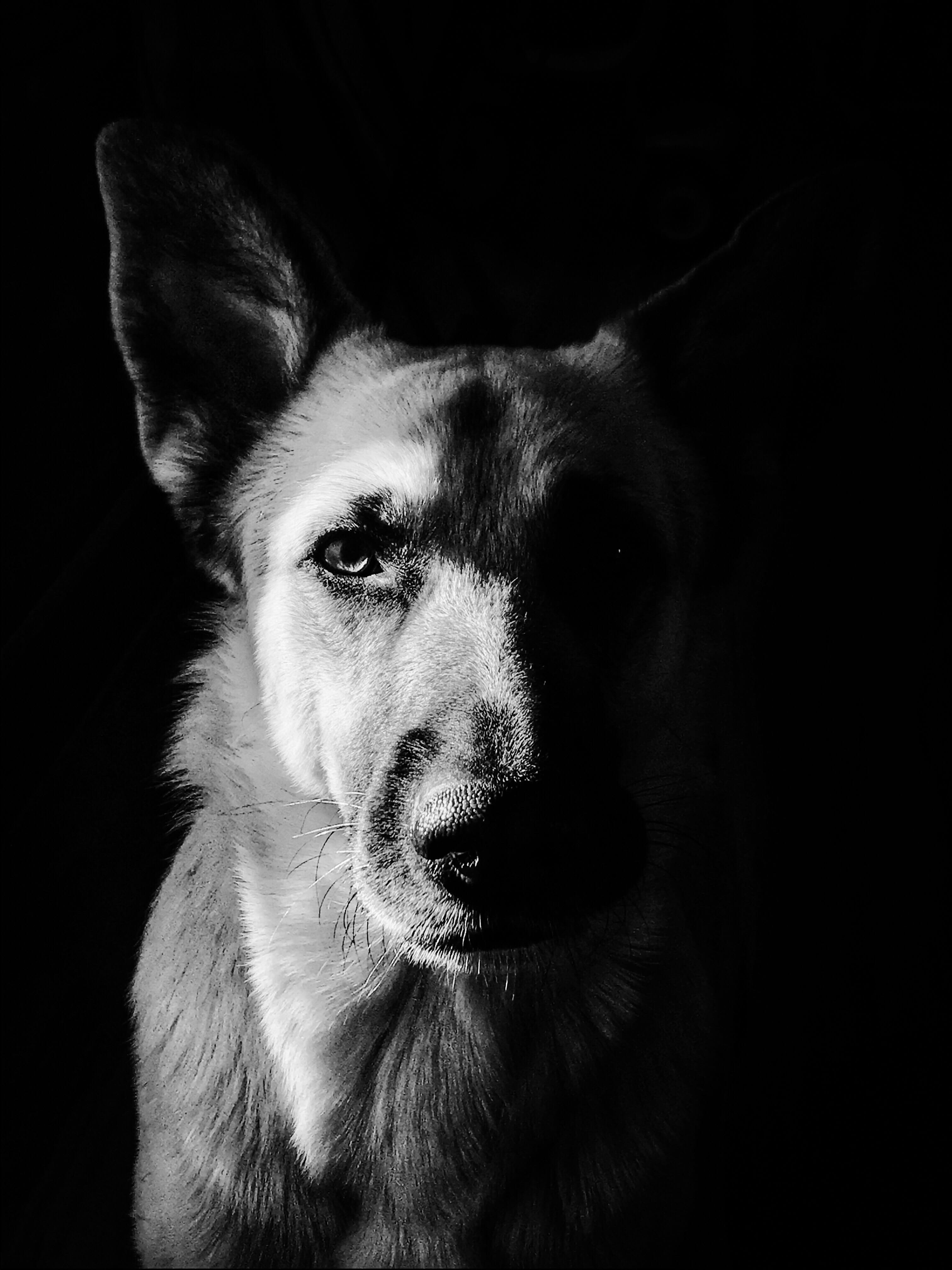 4K, studio shot, animal themes, glare, black and white, domestic animals, animal body part, indoors, mammal, portrait, german shepherd, snout, dog, puppy, Phone HD Wallpaper