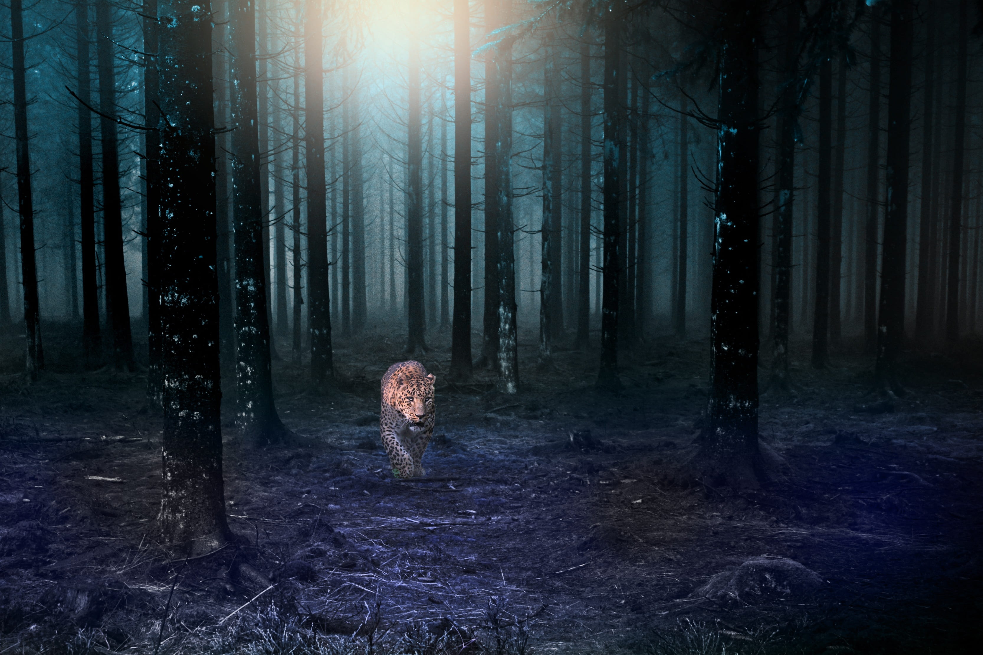 attack, tree, no people, fear, fierce, forest, tree trunk, land, trunk, jungle, mammal, vertebrate, dark, one animal, light, look, pics, sunlight, 2K, HD Wallpaper