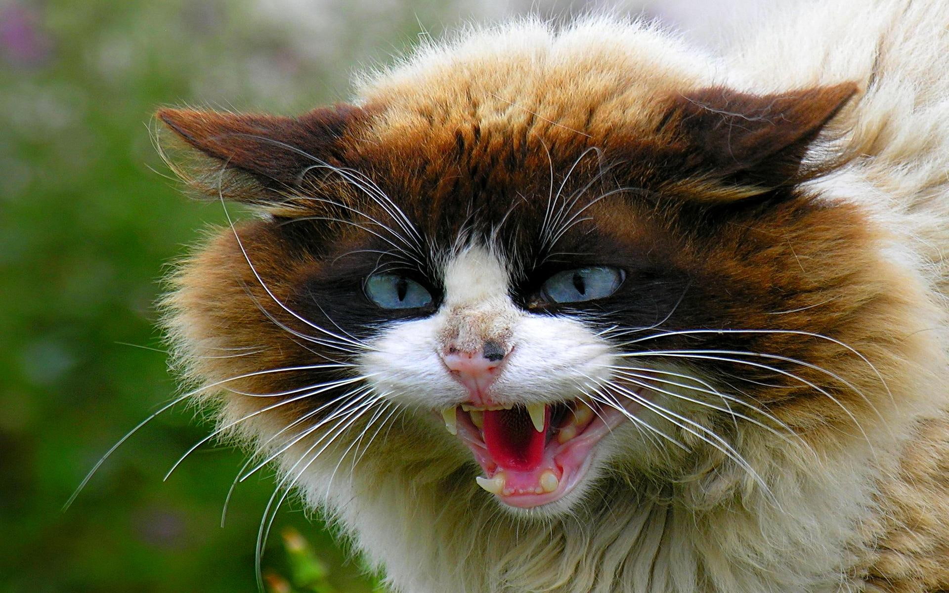 fluffy, animals, canines, fierce, angry, cat, blue eyes, 1080P, HD Wallpaper