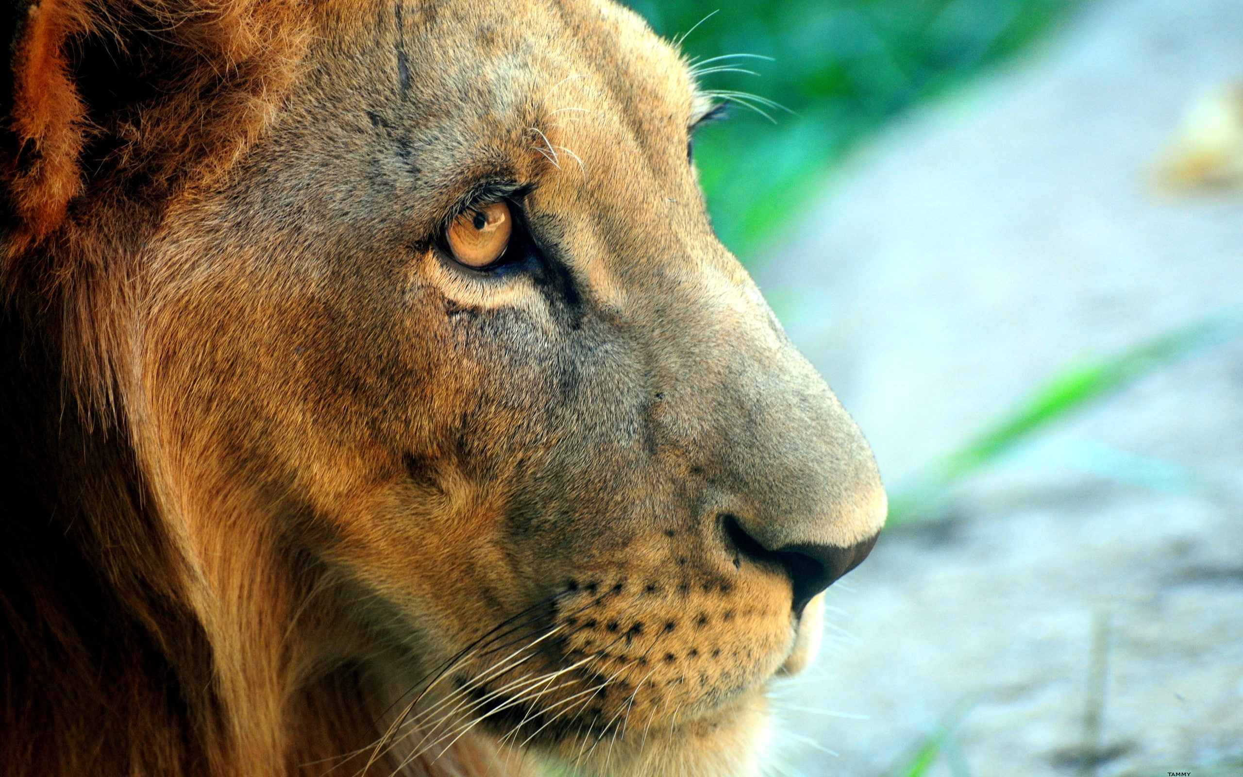 fierce, lion, 2K, HD Wallpaper