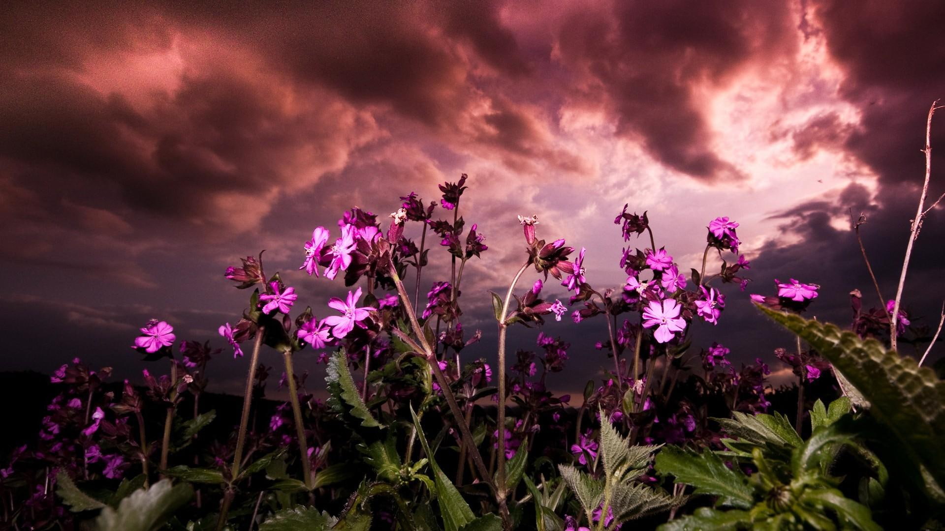 flowers, 1080P, pink, fierce, nature, clouds, photography, nature and landscapes, sky, HD Wallpaper