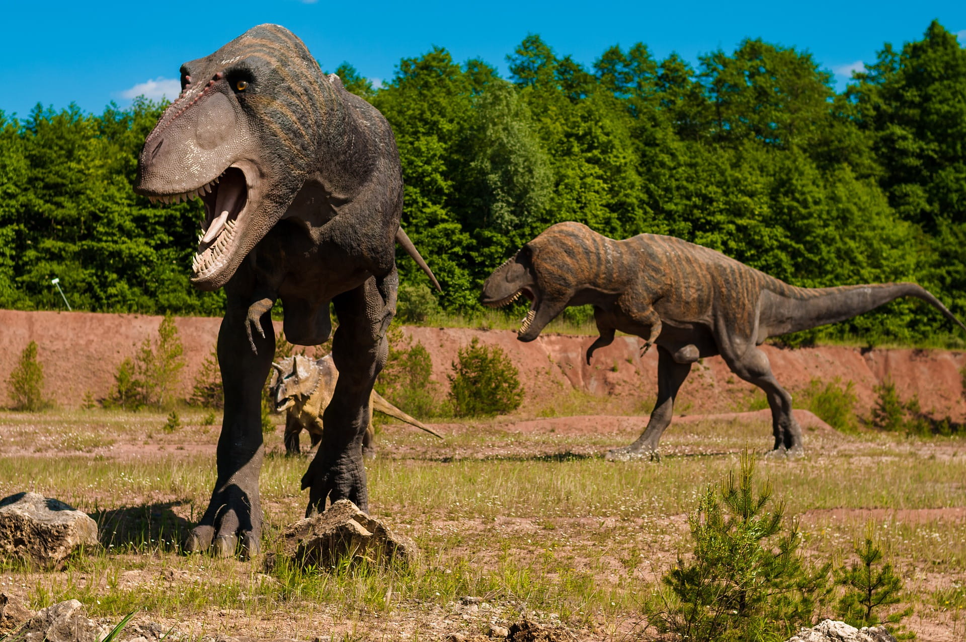 extinct, animal, mammal, travel destinations, herbivorous, fight, fierce, day, park, group of animals, aggression, nature, vertebrate, animal themes, full length, HD Wallpaper