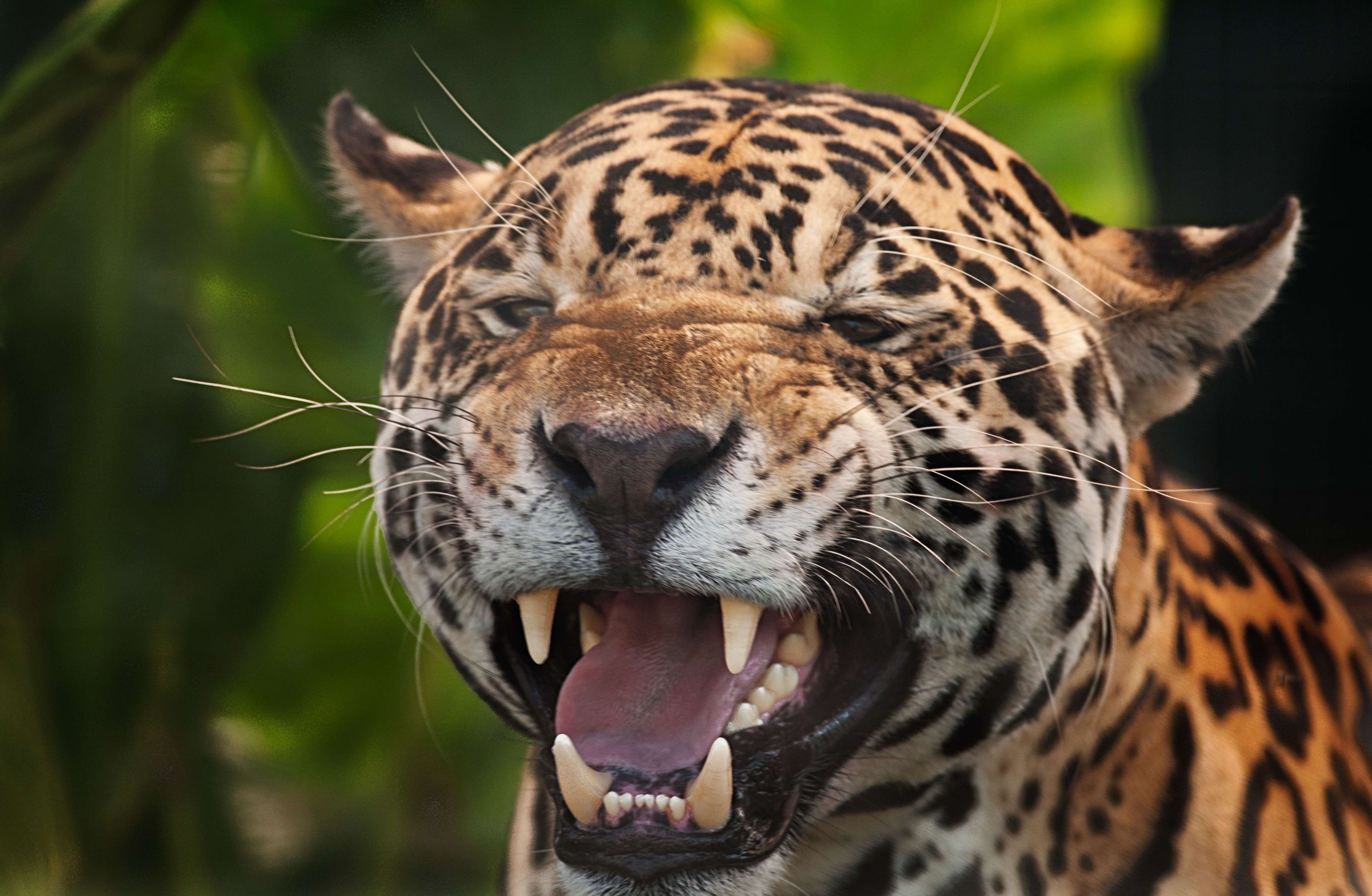 mammal, focus on foreground, shot, outdoors, animal wildlife, nature, vertebrate, animal markings, animals in the wild, animal teeth, whisker, animal mouth, HD Wallpaper