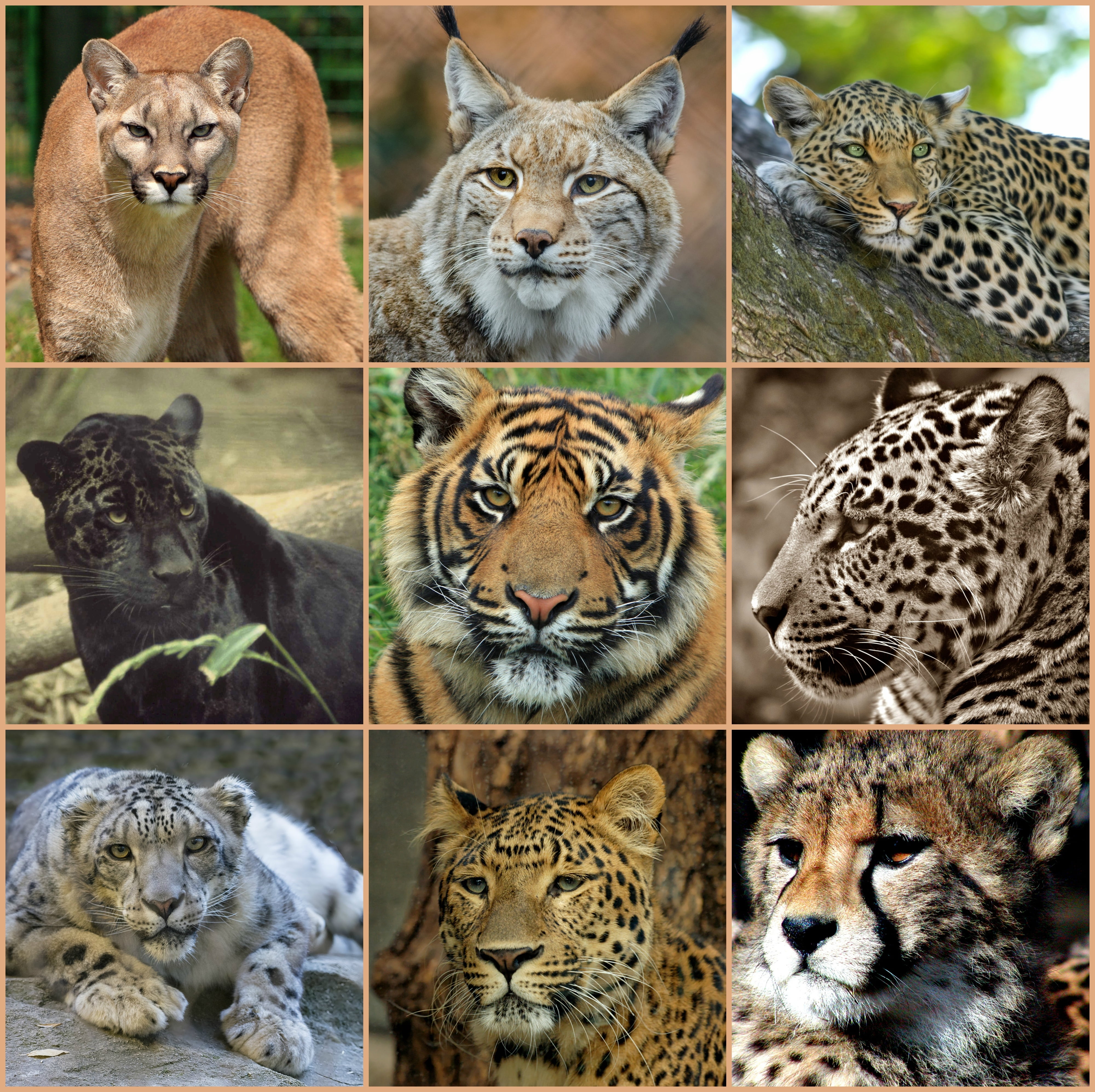 animal themes, types, whisker, collage, group of animals, no people, vertebrate, big cat, big cats, jaguar, wilderness, portrait, mammal, bobcat, safari, HD Wallpaper