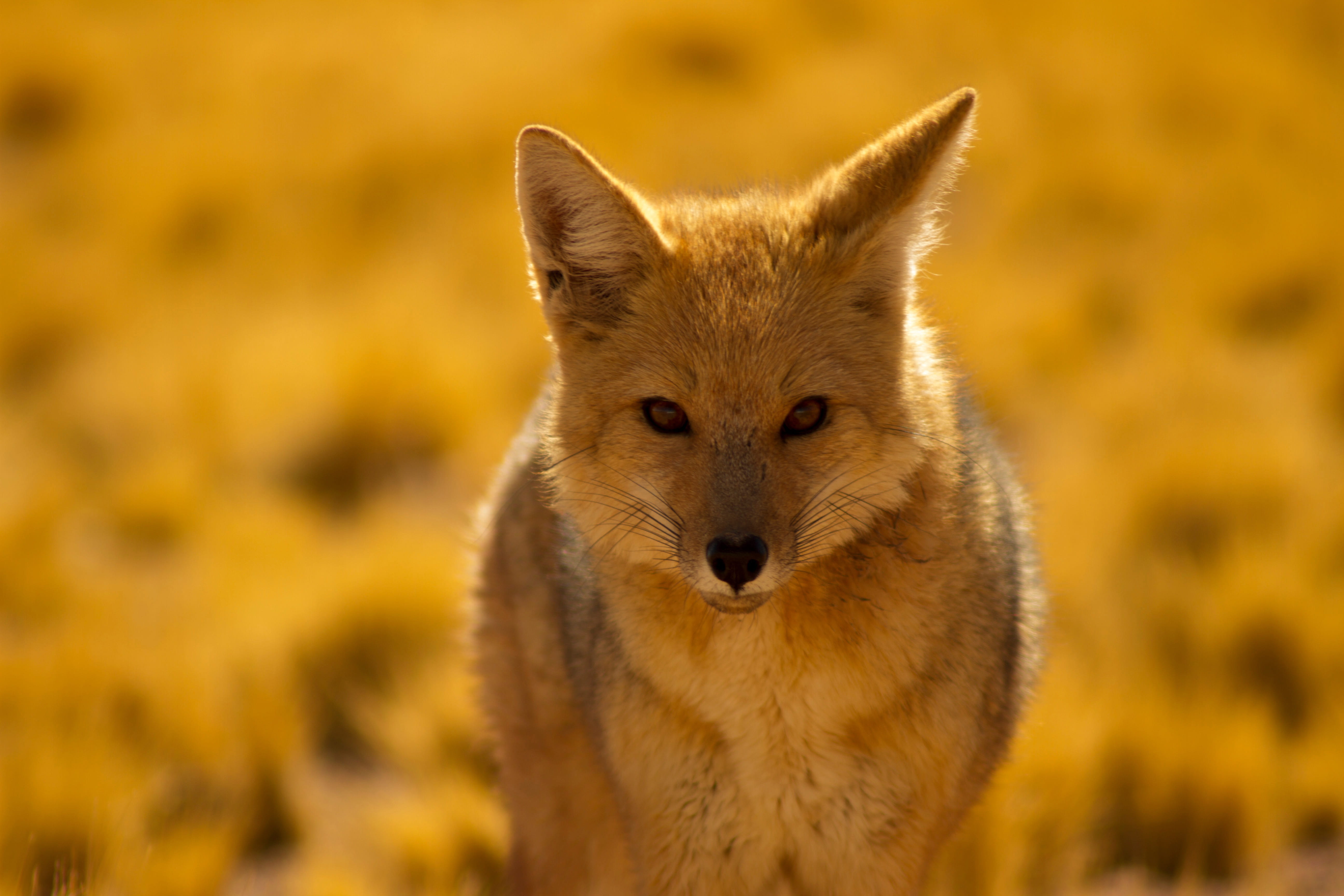 animal themes, Closeup, wild Animals, focus on foreground, animals In The Wild, carnivore, vertebrate, looking at camera, natural, 5K, close-up, portrait, HD Wallpaper