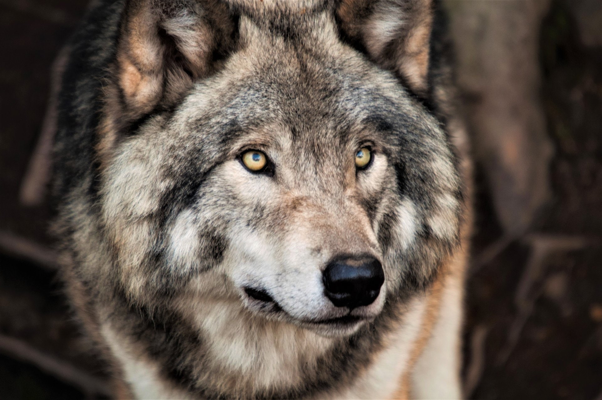 predator (Animal), Wolf, Wildlife, Grey Wolf, Face, Animal, 1080P, HD Wallpaper