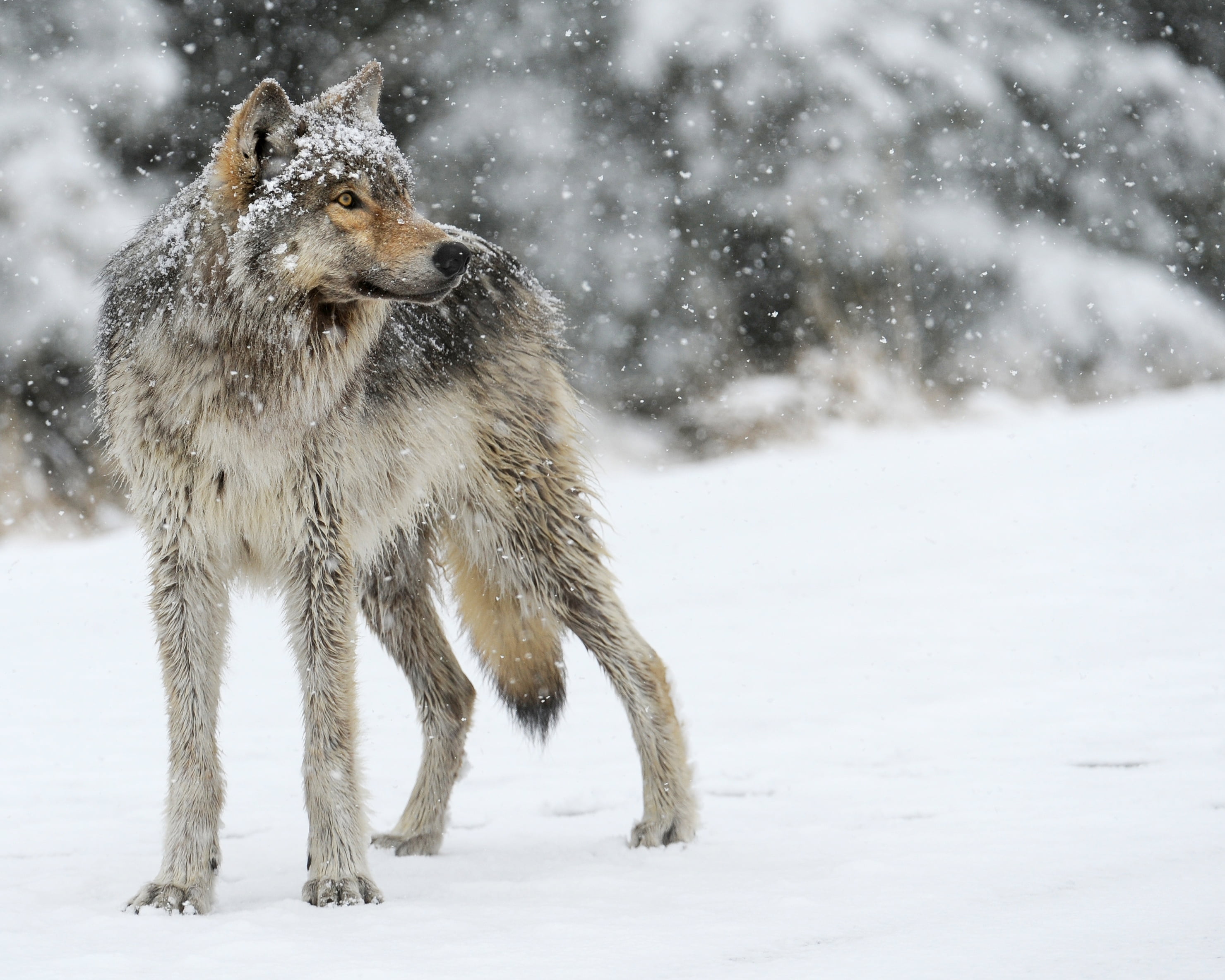 carnivore, one Animal, focus on foreground, dog, animal Themes, natural Beauty, animal Eye, mammal, gray Wolf, cold temperature, wildlife, canine, winter, HD Wallpaper