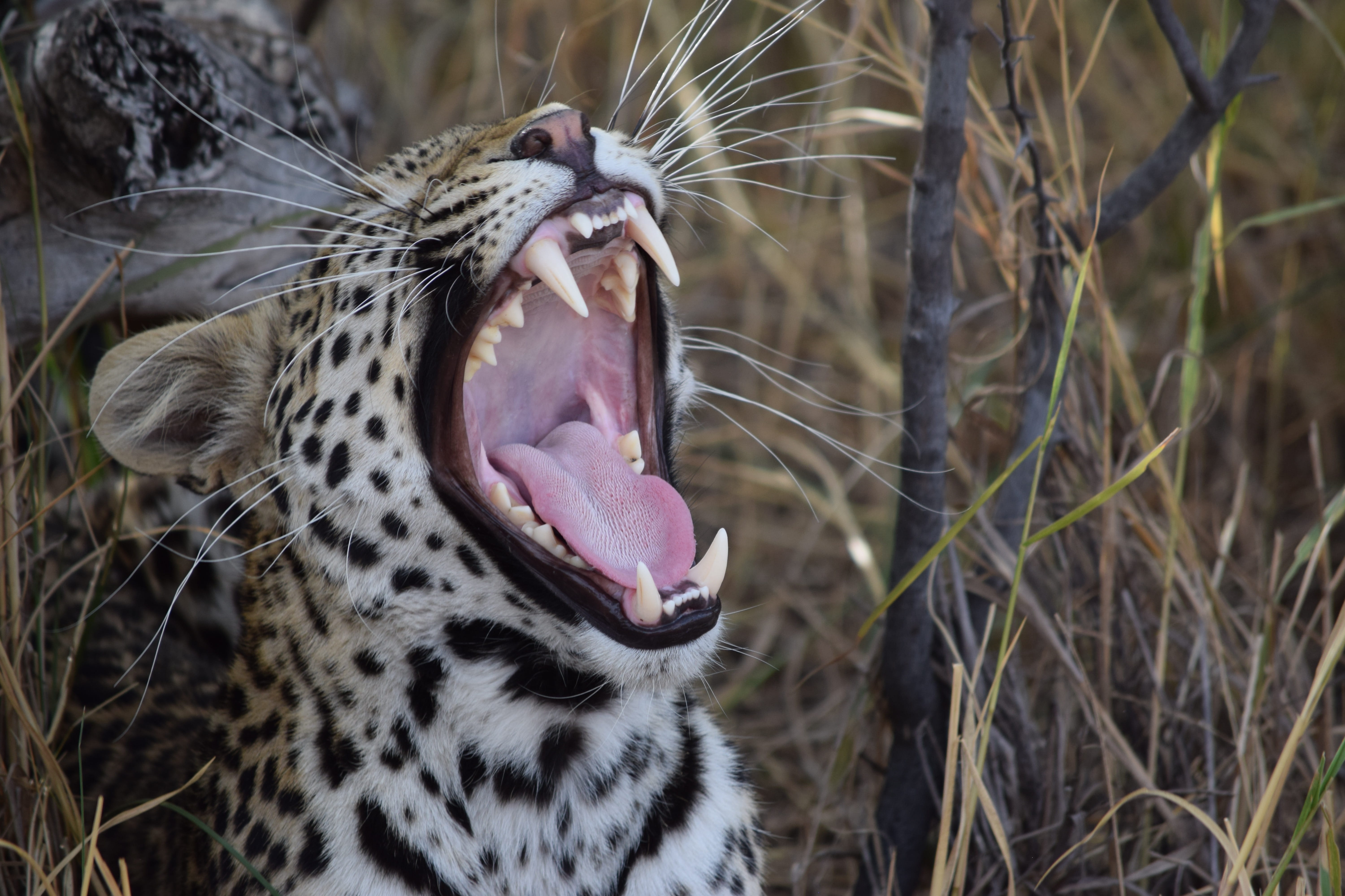 leopard, facial expression, wildlife, carnivore, animal, cheetah, danger, safari Animals, yawn, animal wildlife, cat, animal teeth, animals Hunting, opening, HD Wallpaper