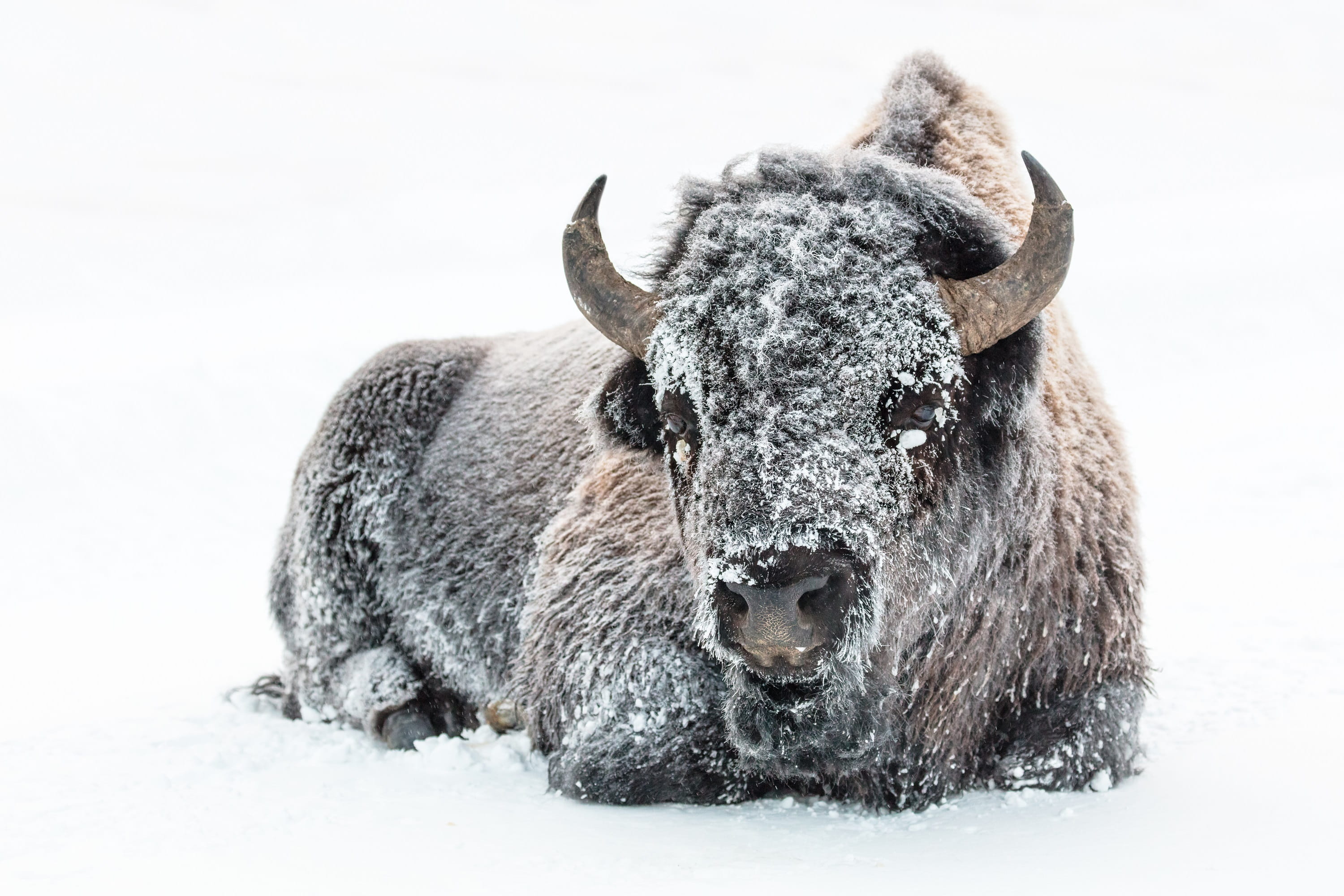 field, horns, land, 2K, herbivorous, usa, wind, animal themes, domestic animals, white color, animals in the wild, animal, one animal, national park, mammal, HD Wallpaper