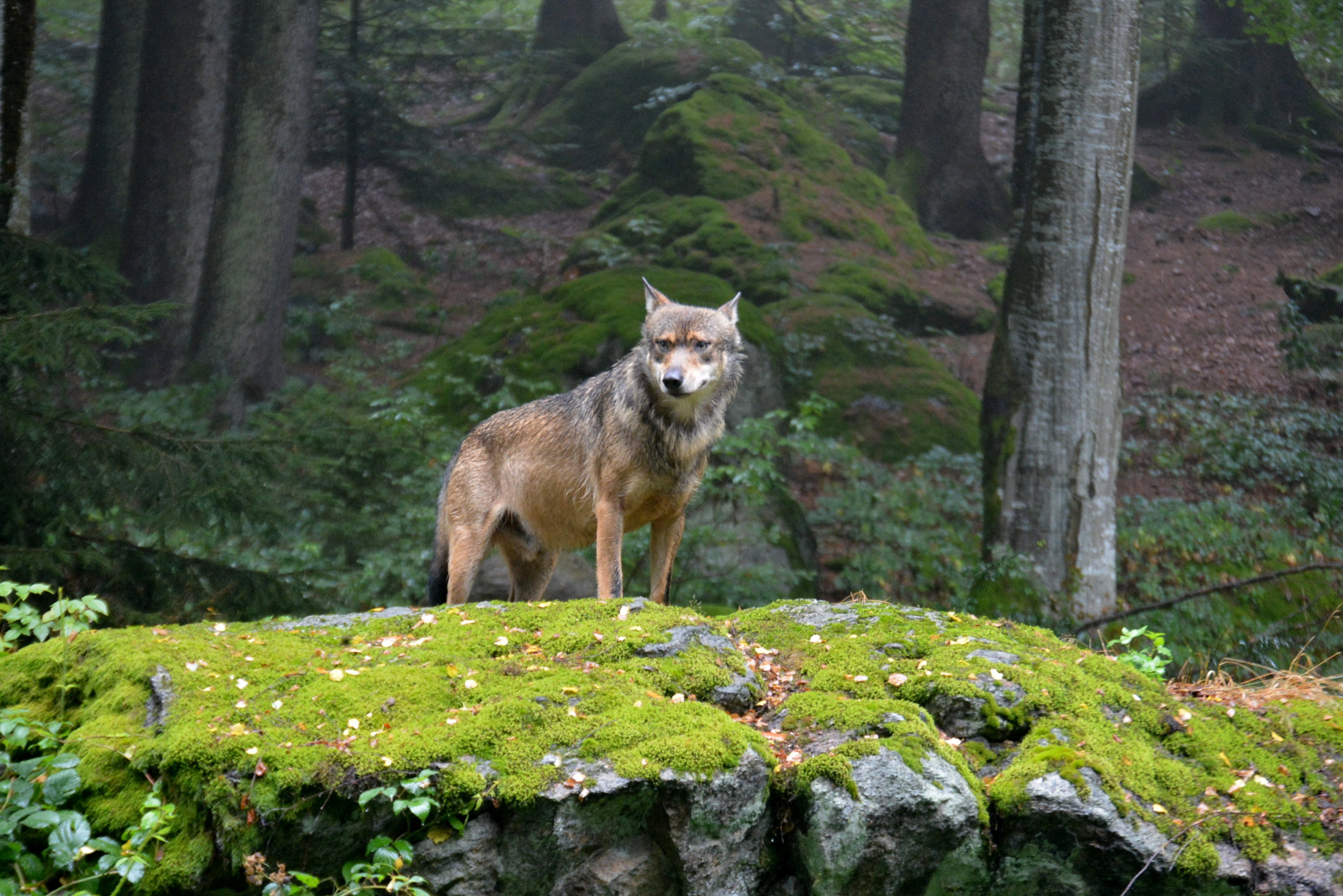 wolfhund, daytime, animal themes, nature, plant, pack leader, canine, bavarian national park, vertebrate, outdoors, dog, land, green, animals in the wild, HD Wallpaper