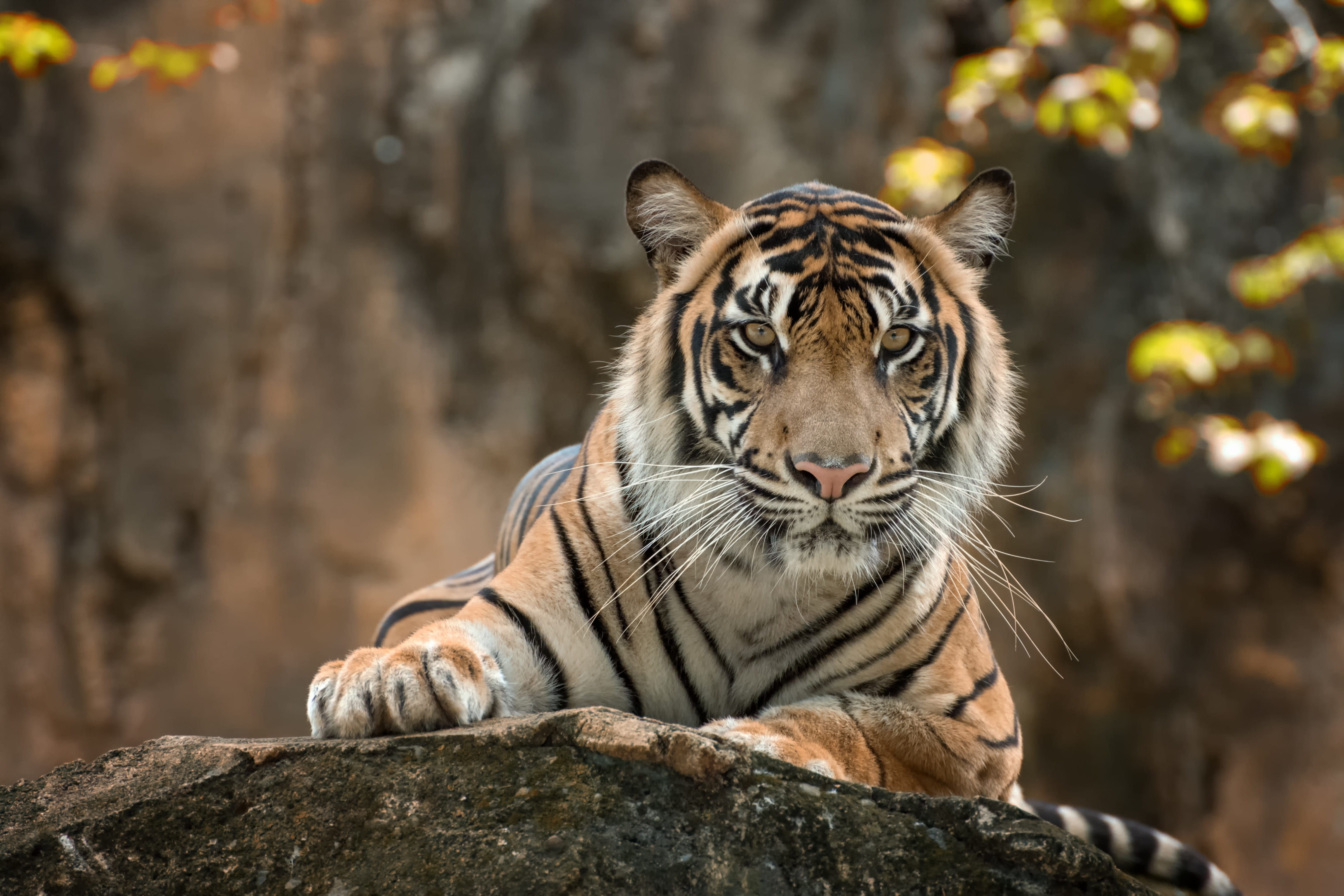 expression, animal themes, rock, whisker, zoo, animal head, feline, beauty, white, danger, cat, tree, focus on foreground, undomesticated cat, animal, orange, HD Wallpaper